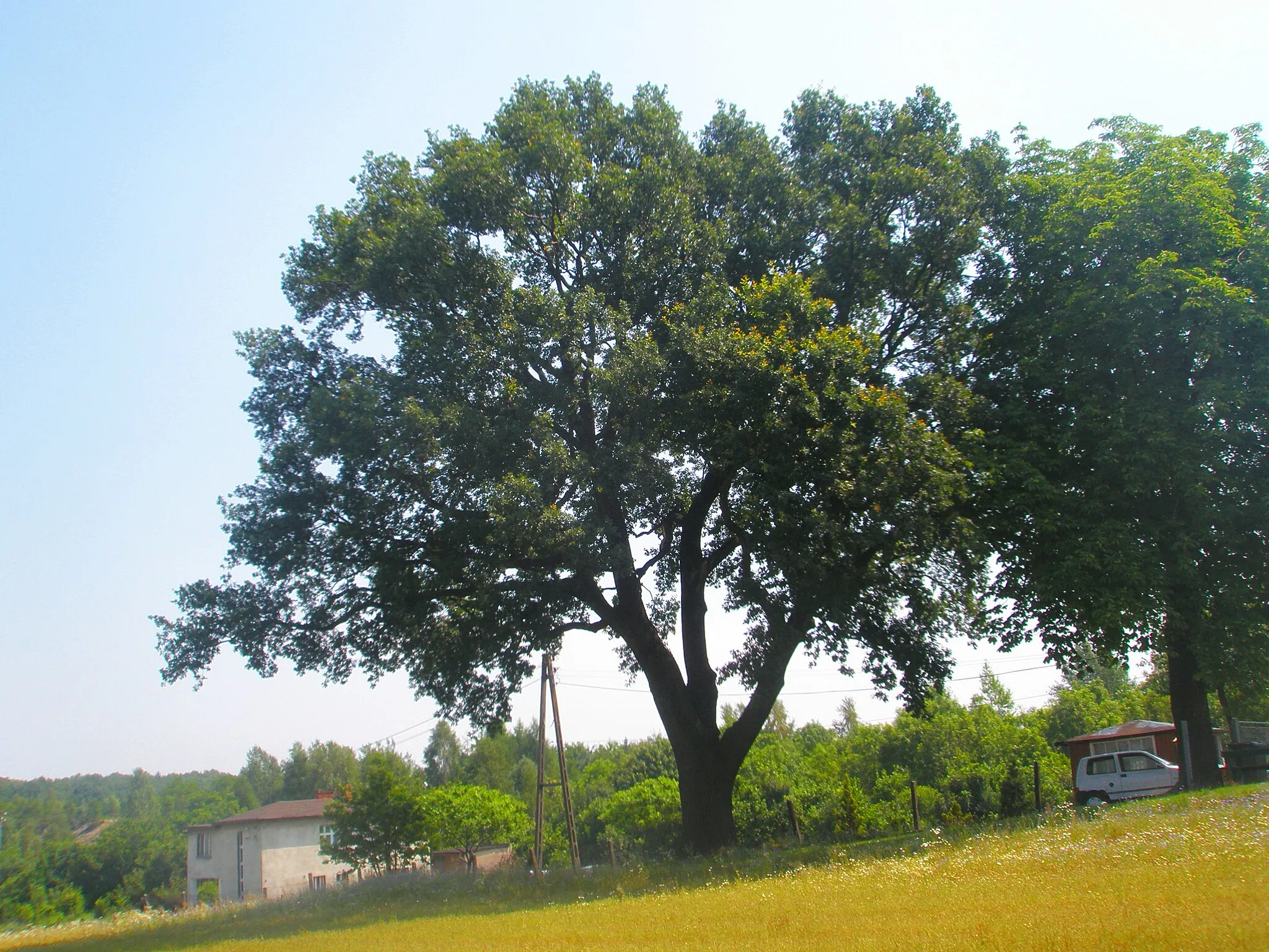 Photo showing: Dąb szypułkowy "Jan" - pomnik przyrody w Jankowicach Rybnickich