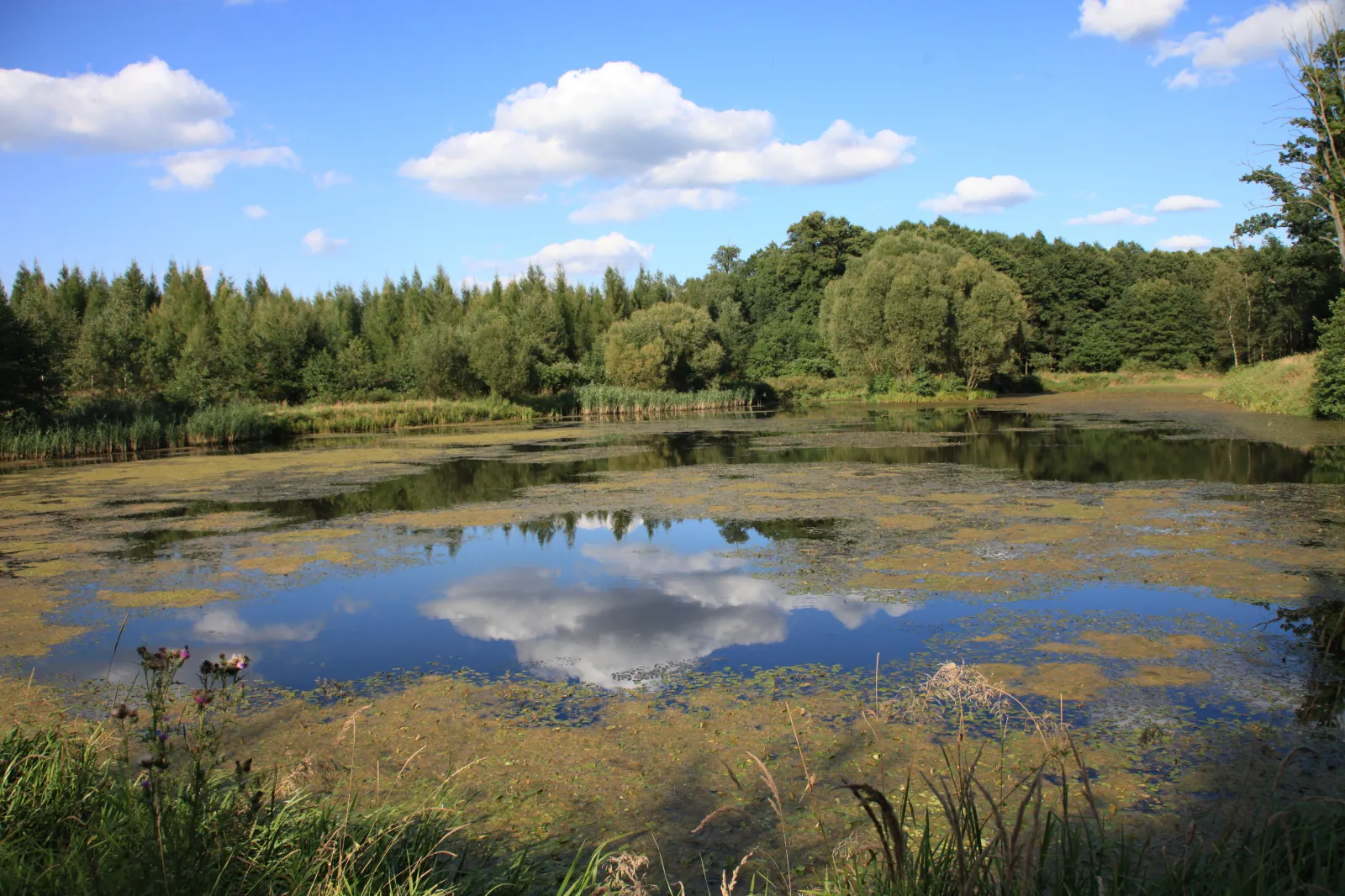 Photo showing: Lasy łączańskie