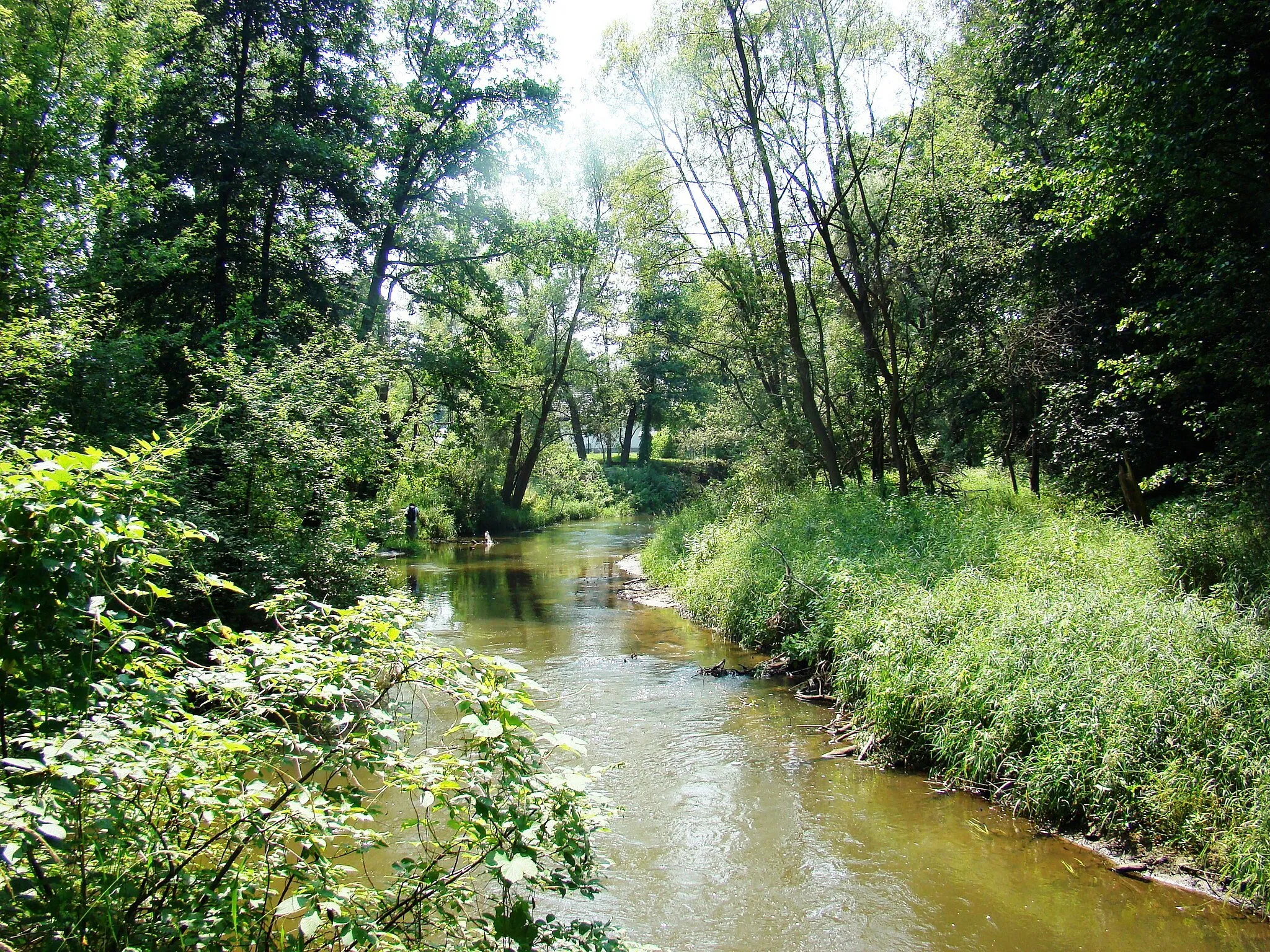 Photo showing: Rzeka Warta pomiędzy Poczesną, a Zawodziem