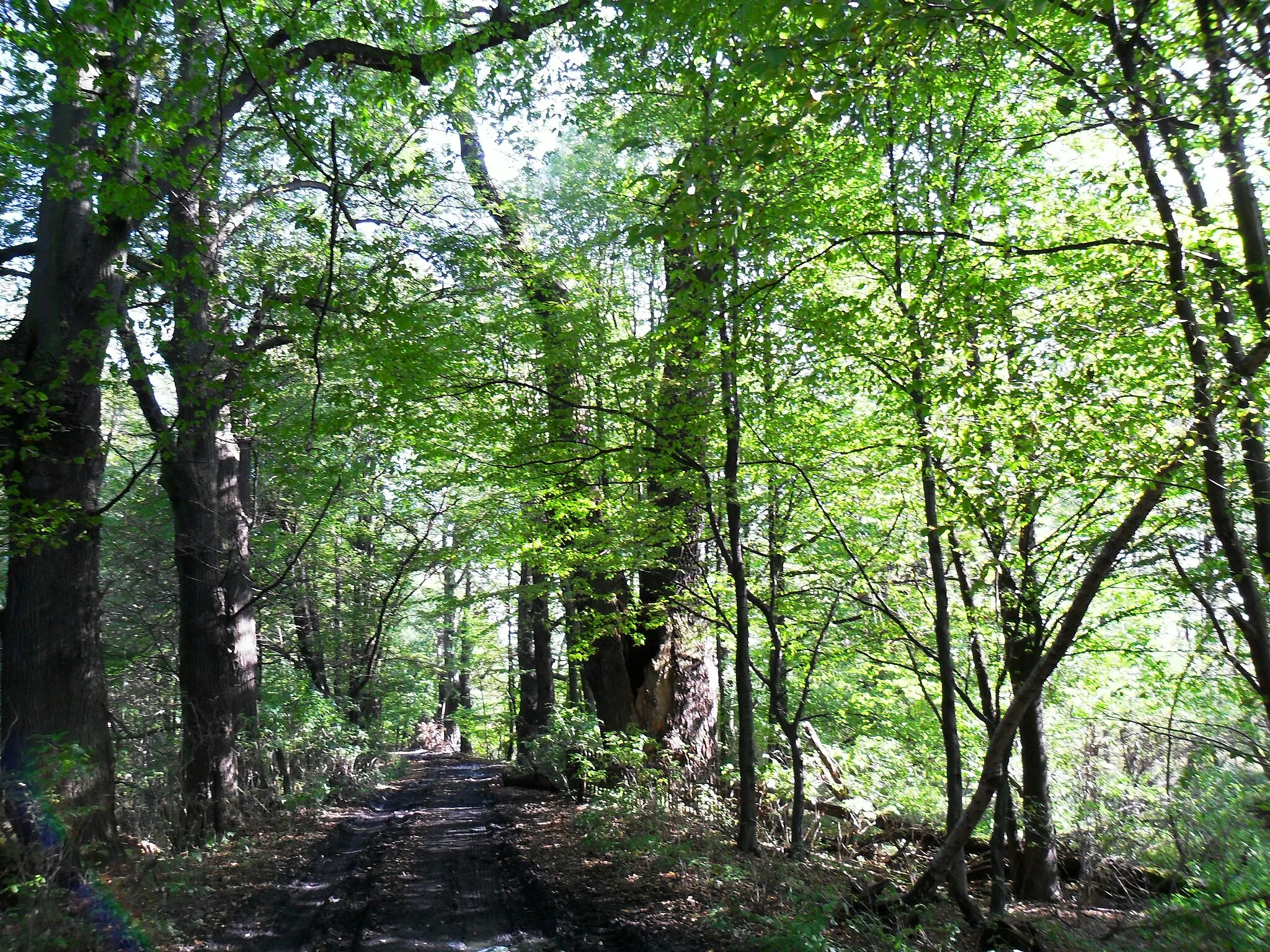 Photo showing: Sobieski Oak in Łężczok nature reserve, Racibórz (natural monument)