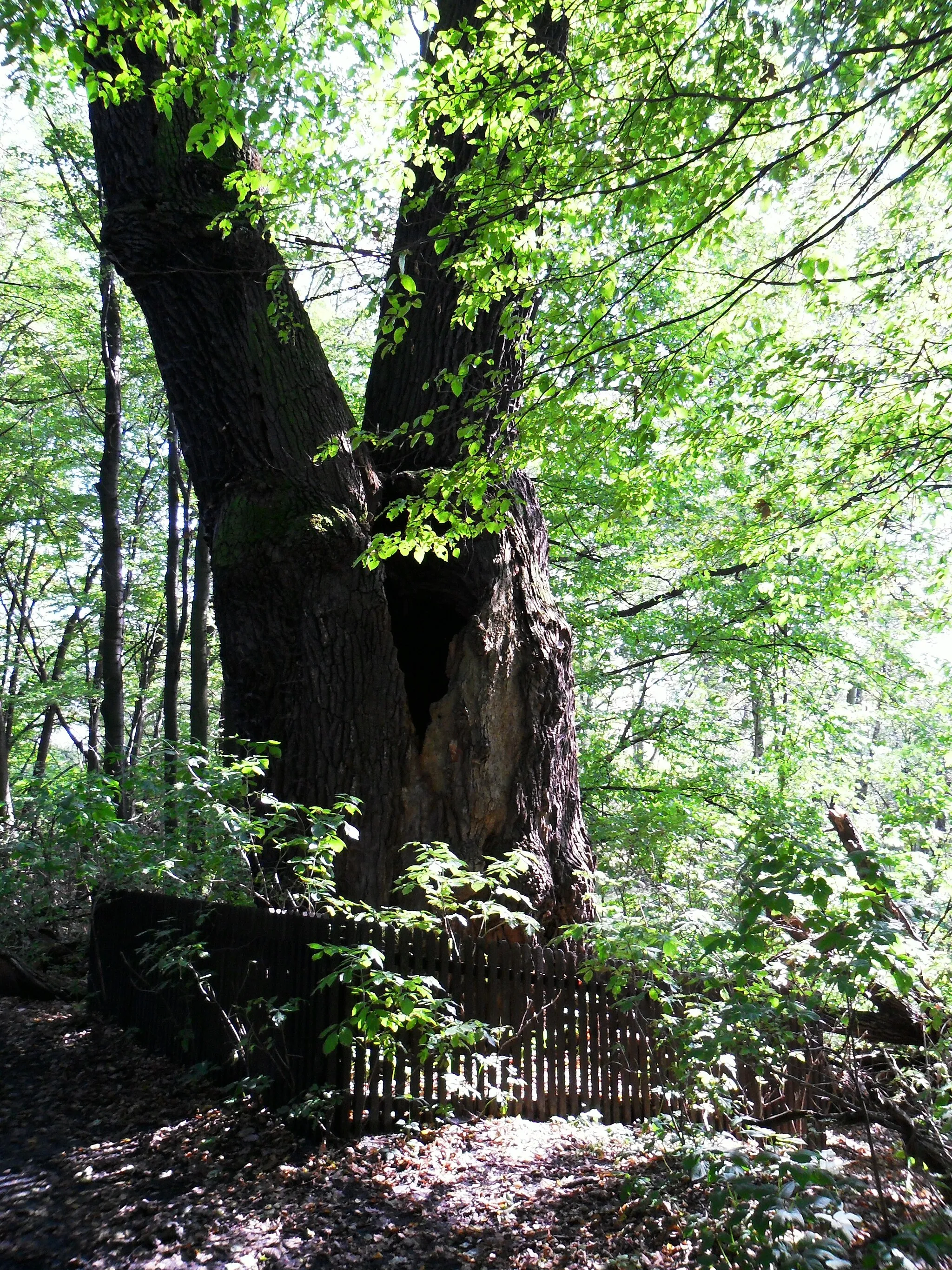 Photo showing: Sobieski Oak in Łężczok nature reserve, Racibórz (natural monument)