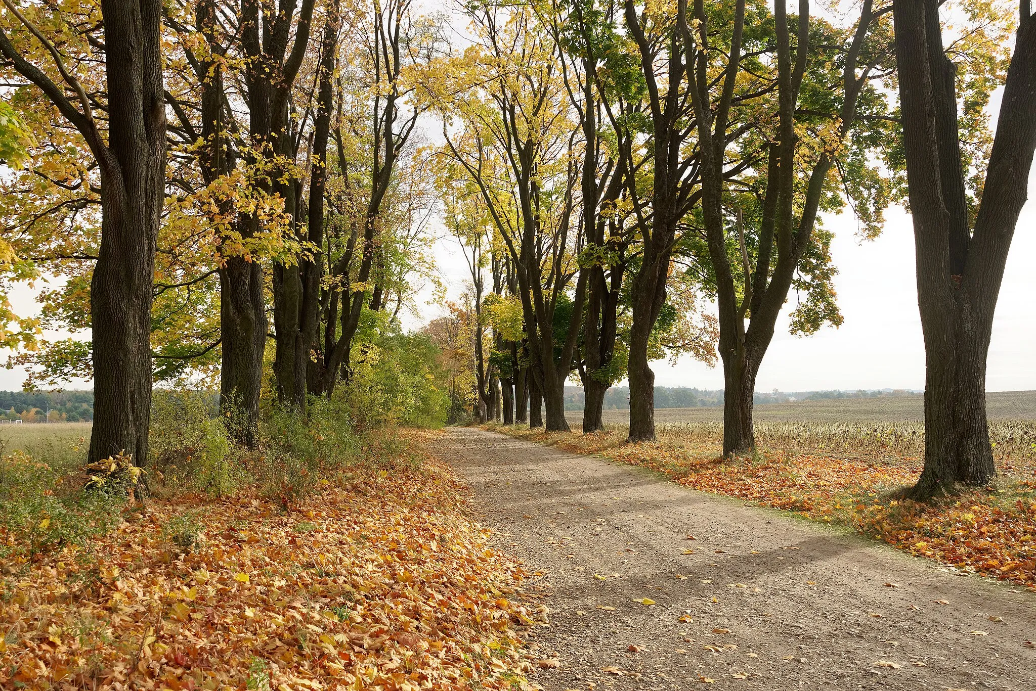 Photo showing: Alley of maple trees, Złoty Potok, Silesian Voivodeship, Poland