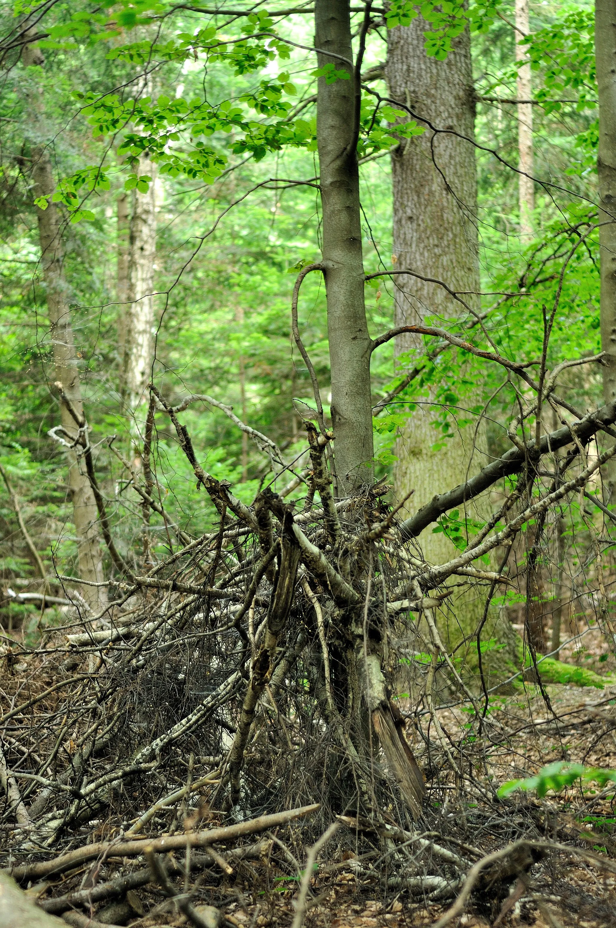 Photo showing: This is a photography of protected area with CRFOP ID