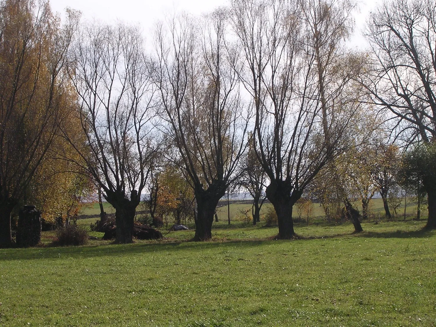 Photo showing: Rural willows in the meadow