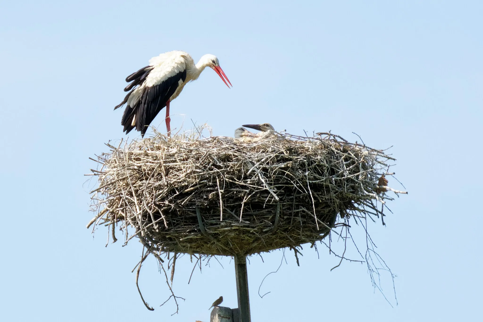 Photo showing: White stork nest with juveniles Podole, Świętokrzyskie Voivodeship