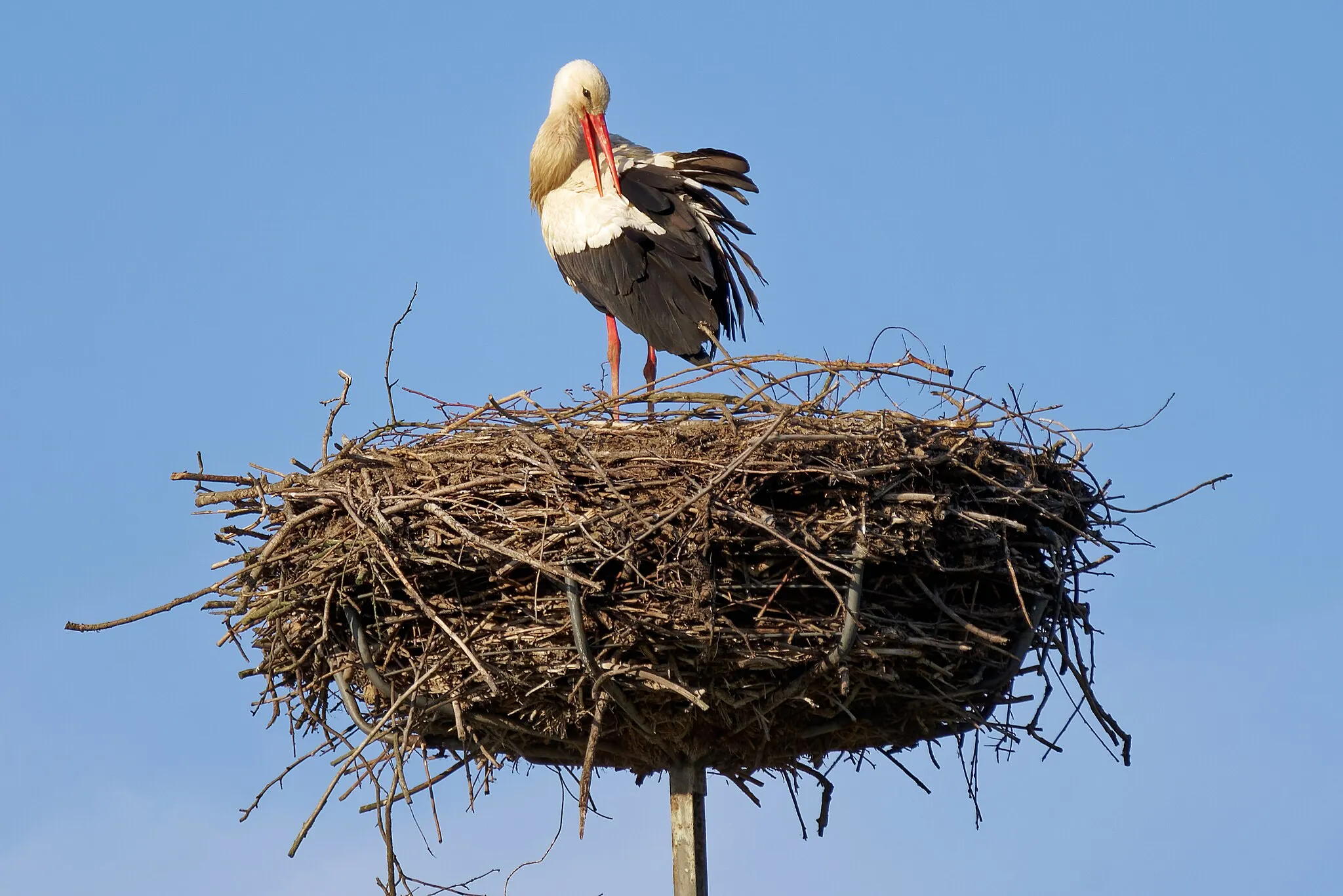 Photo showing: Stork nest in Podole, Opatów County, Poland