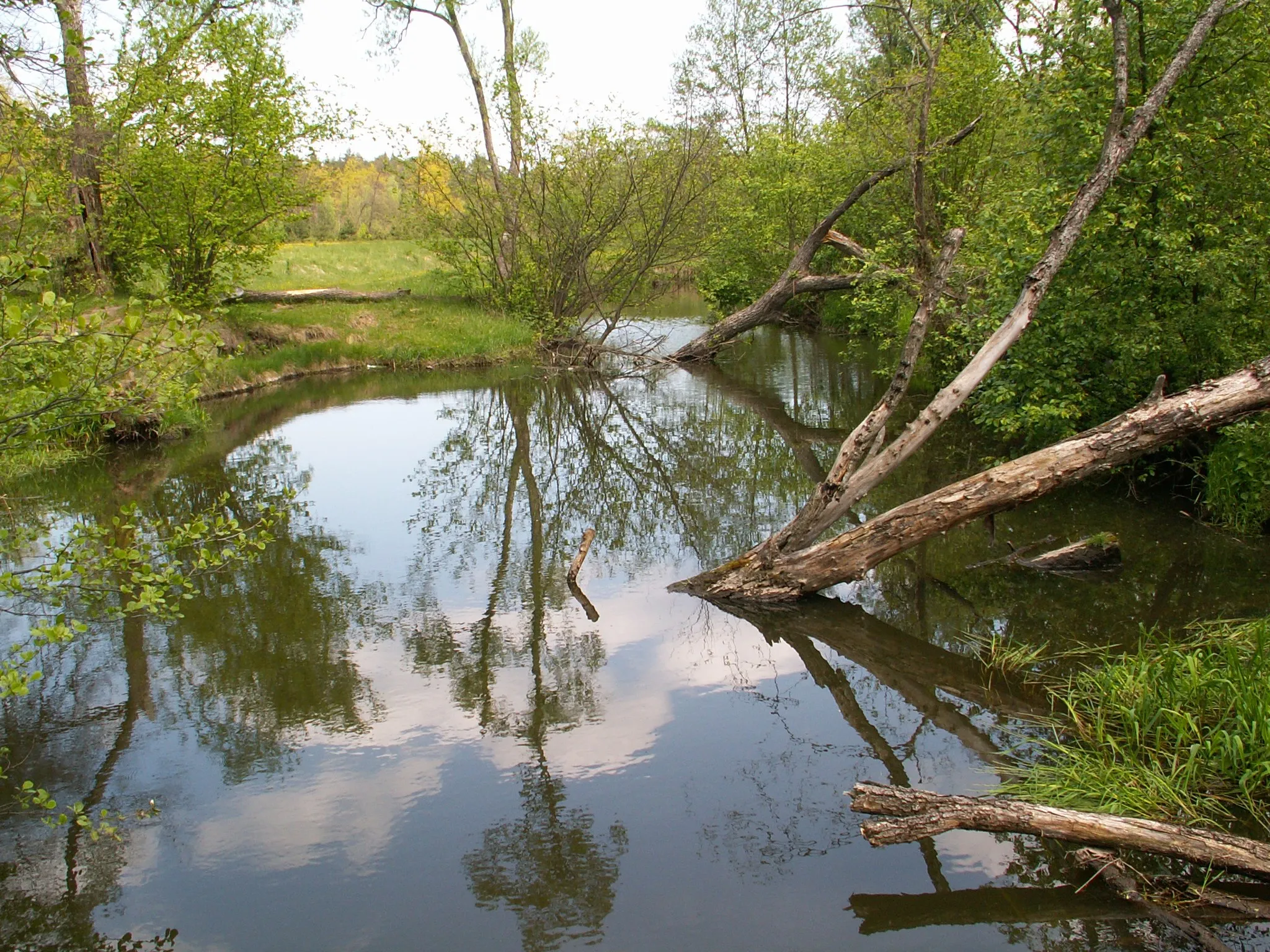 Photo showing: Kamionka river near Suchedniów(Poland)