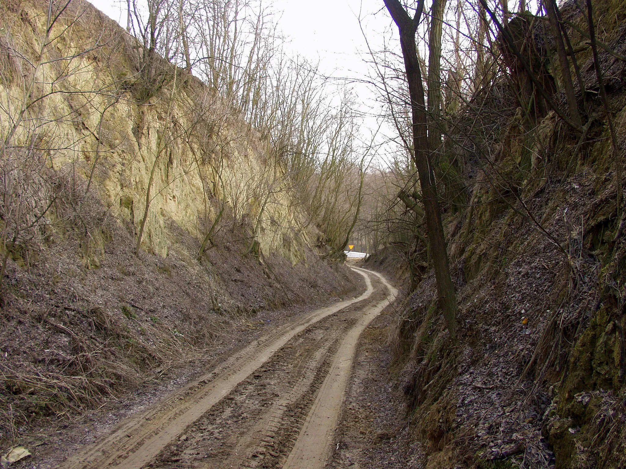 Photo showing: Road gully eroded in loess near Wilczyce