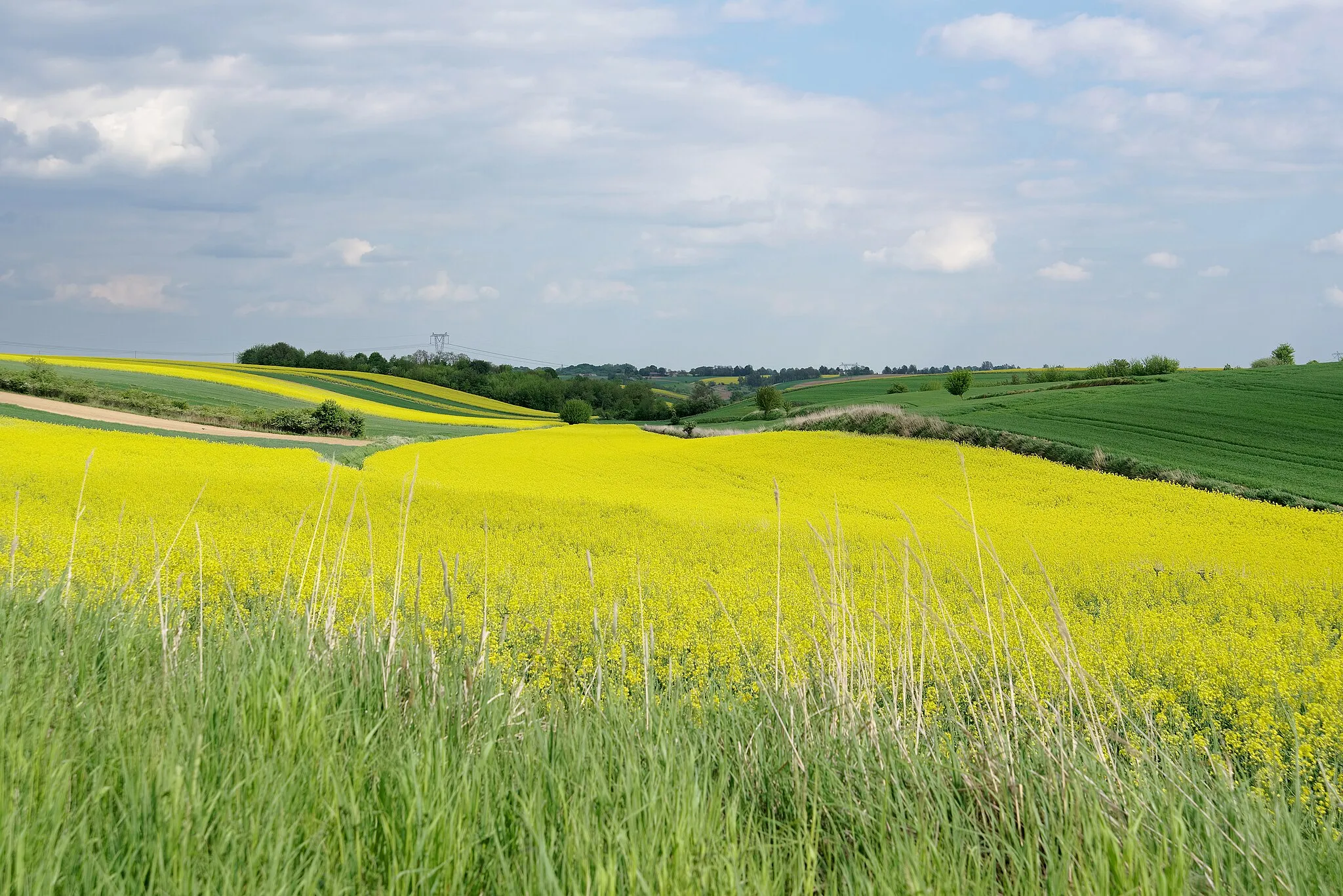 Photo showing: Rapeseed fields near Trębanów, Świętokrzyskie Voivodeship