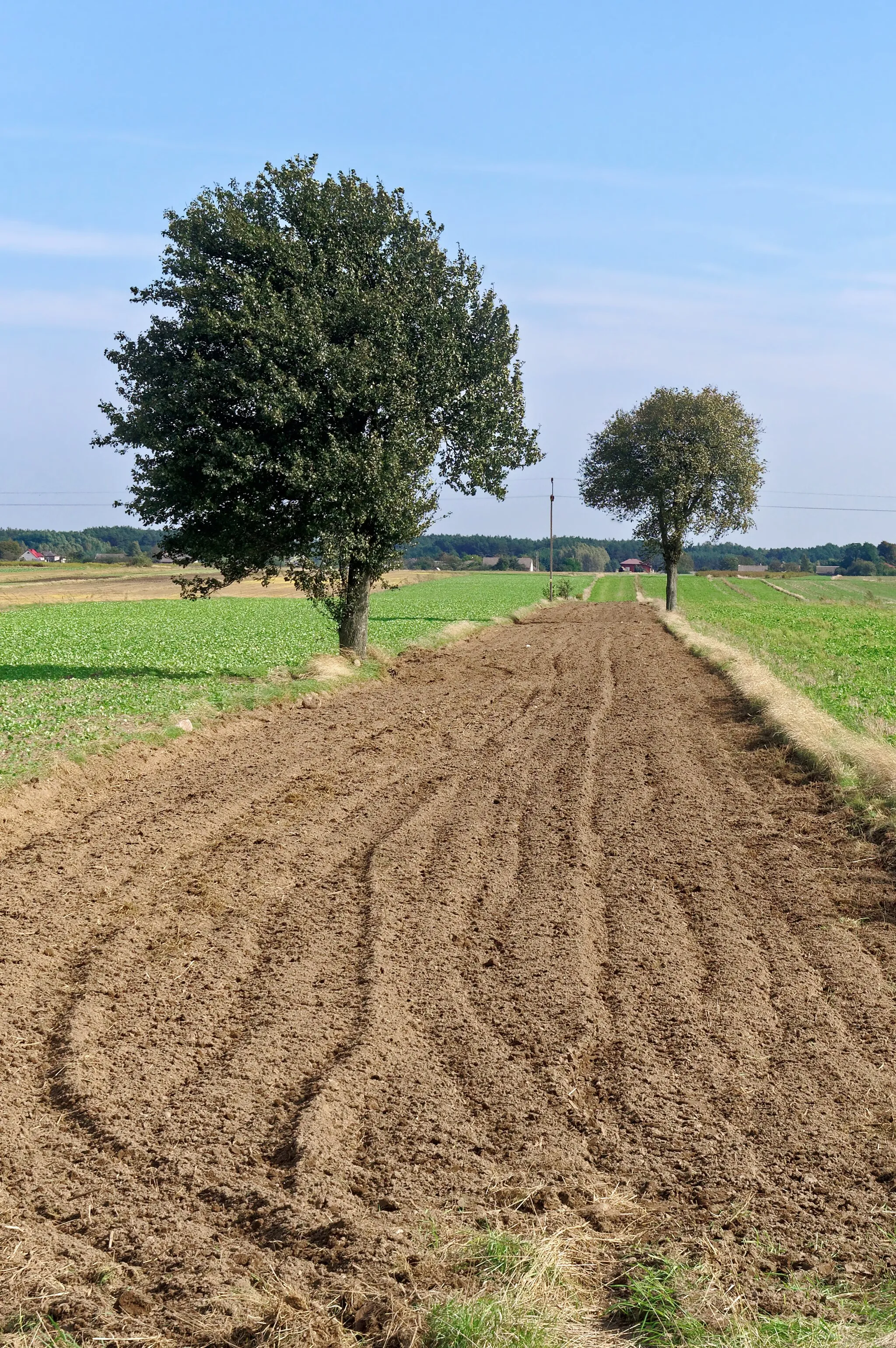 Photo showing: Field near Teofilów, Świętokrzyskie Voivodeship