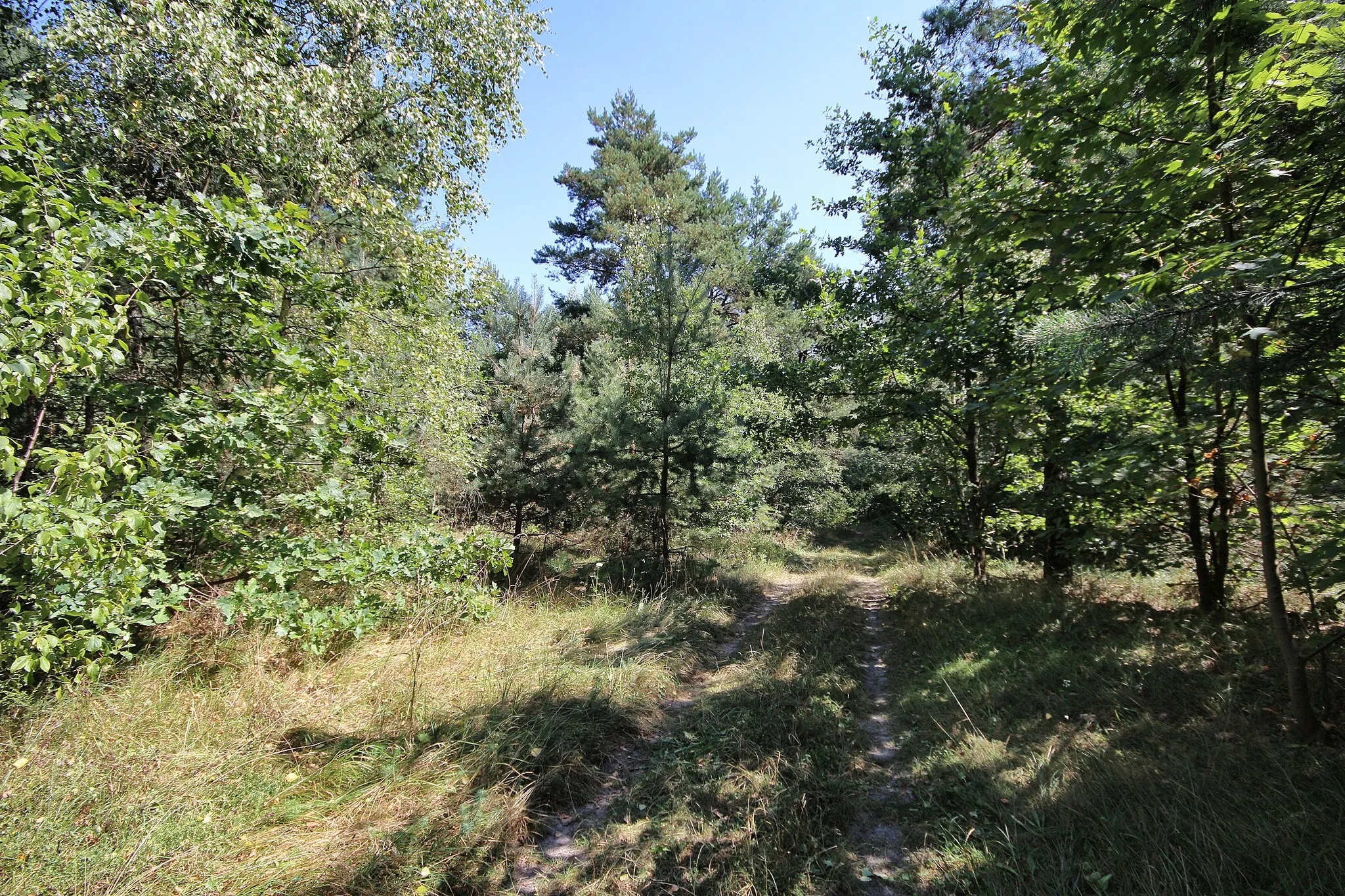 Photo showing: Natura 2000 "Lasy Cisowsko-Orłowińskie" in Słopiec