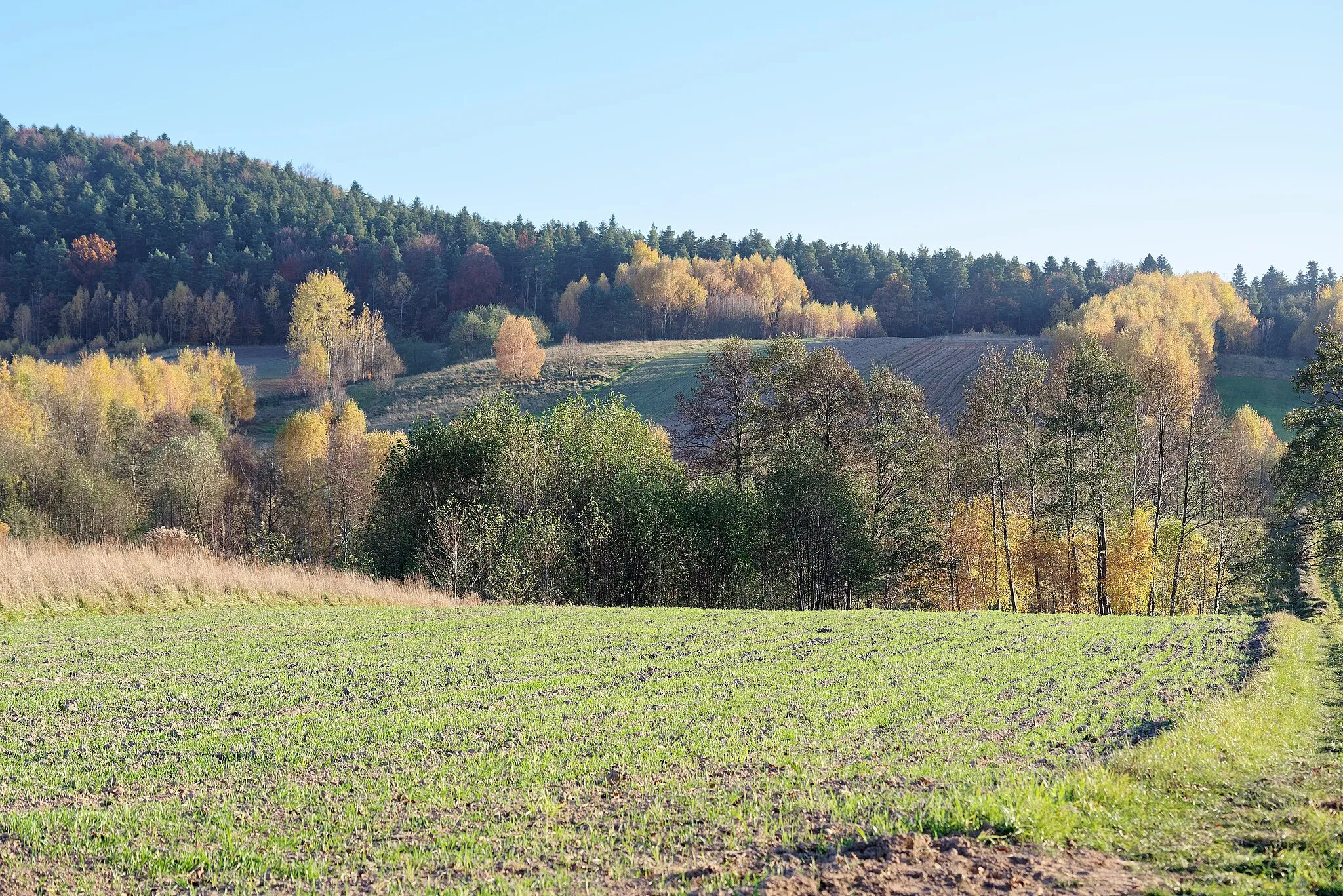 Photo showing: Fields and forest near Psary-Stara Wieś, Świętokrzyskie Voivodeship, Poland