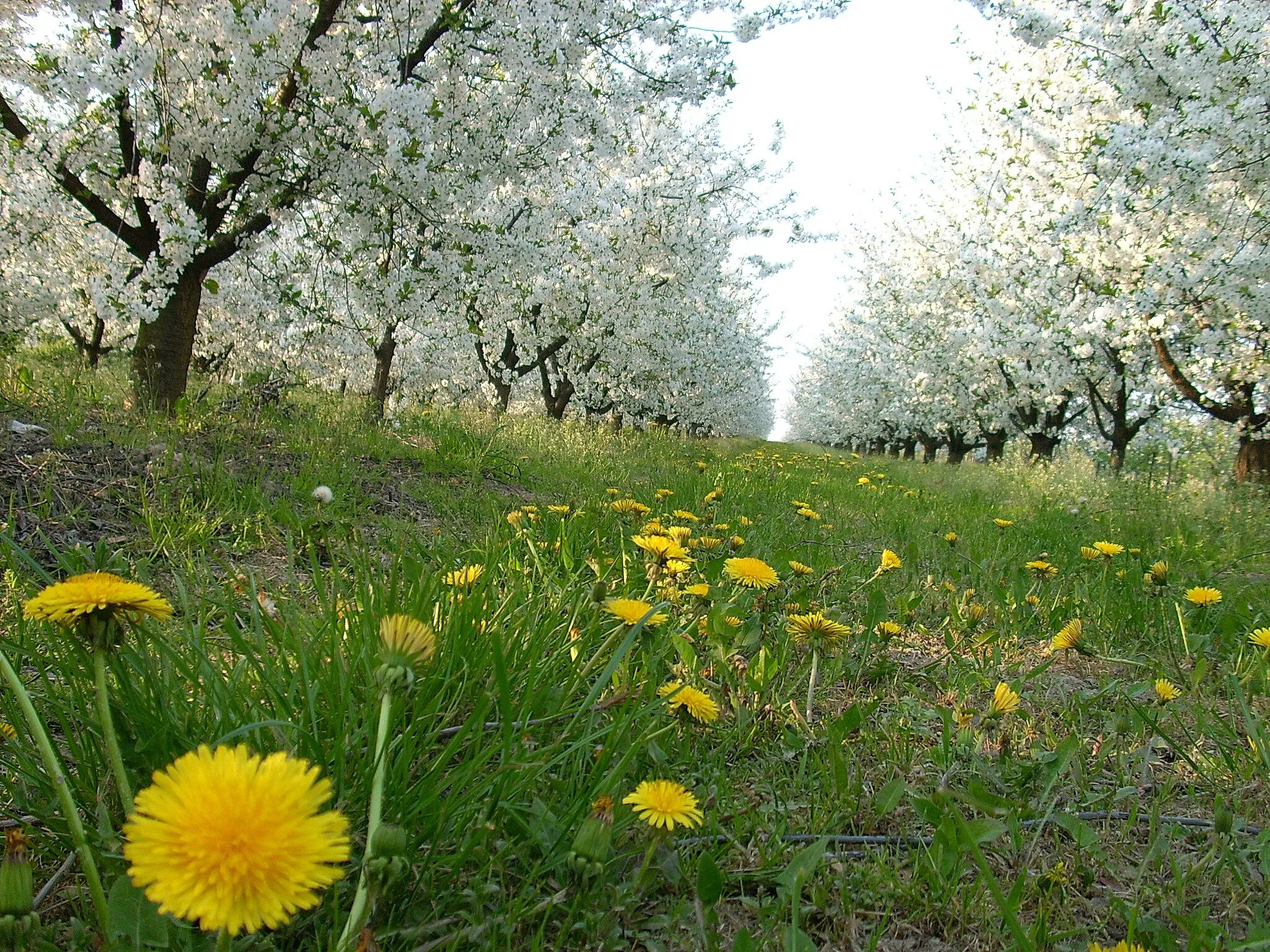 Photo showing: Łoniów, Poland