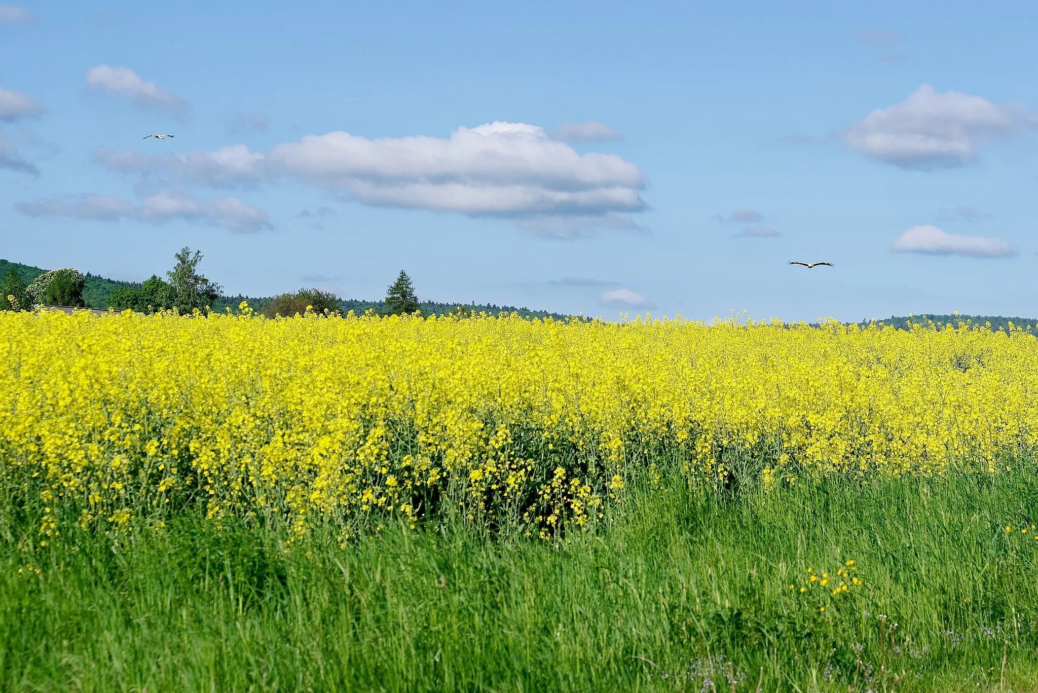 Photo showing: White storks over rapeseed fields near Truskolasy, Świętokrzyskie Voivodeship