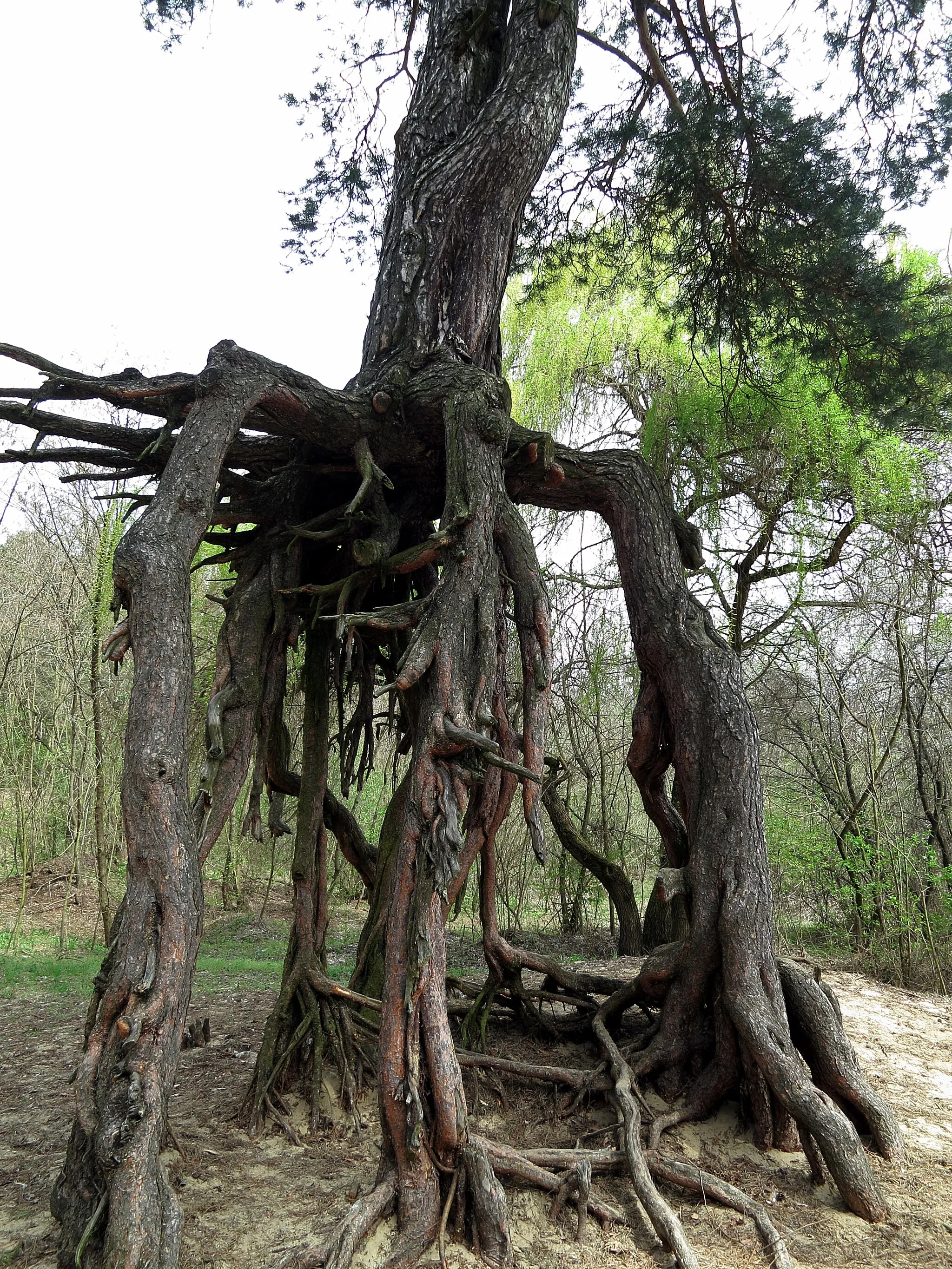 Photo showing: This photograph shows a natural monument of Poland registered under number