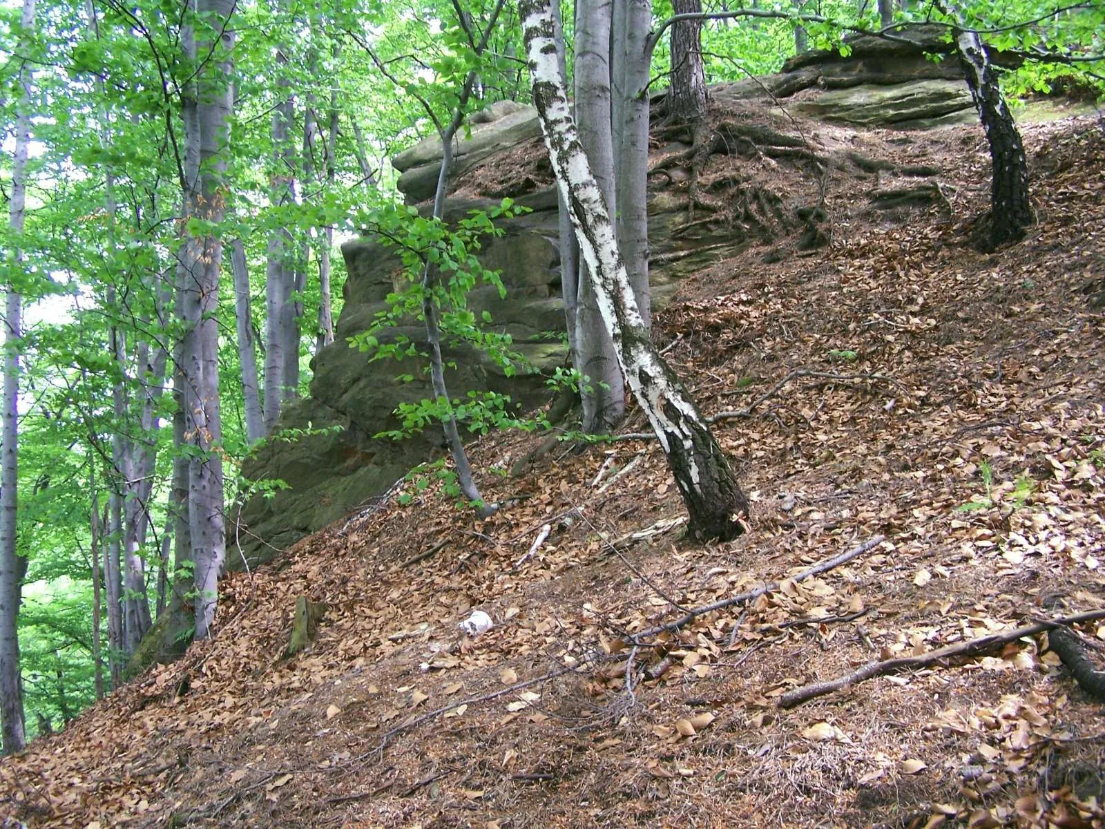 Photo showing: Diabelski kamień w Trzcianie (Libichowa na granicy z Cichawką)