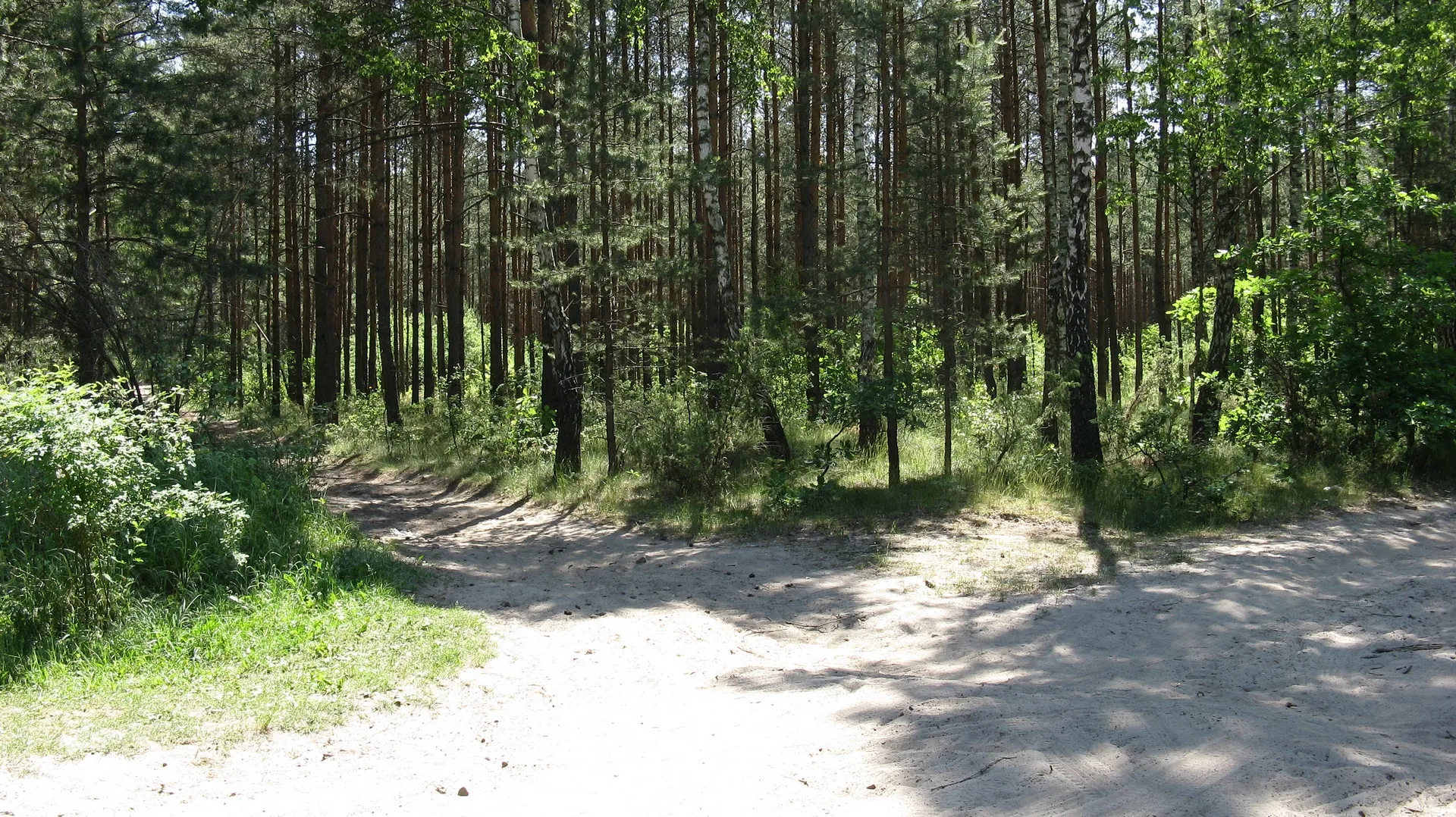 Photo showing: Rozstajne leśne dróżki: na południe