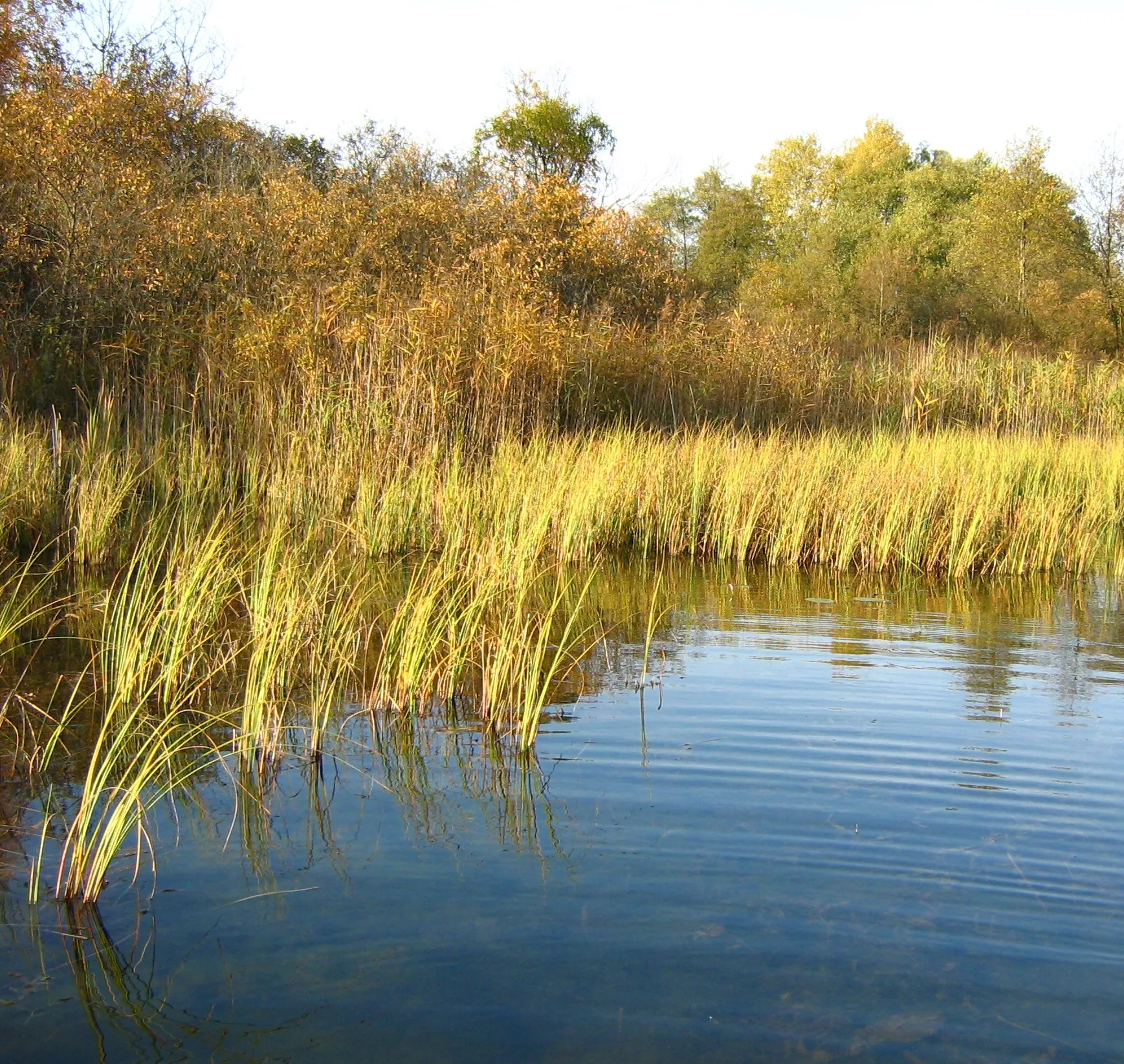 Photo showing: Szuwar turzycowy i trzcinowy na brzegu Jeziora Zawadzkiego (Poj. Ełckie)