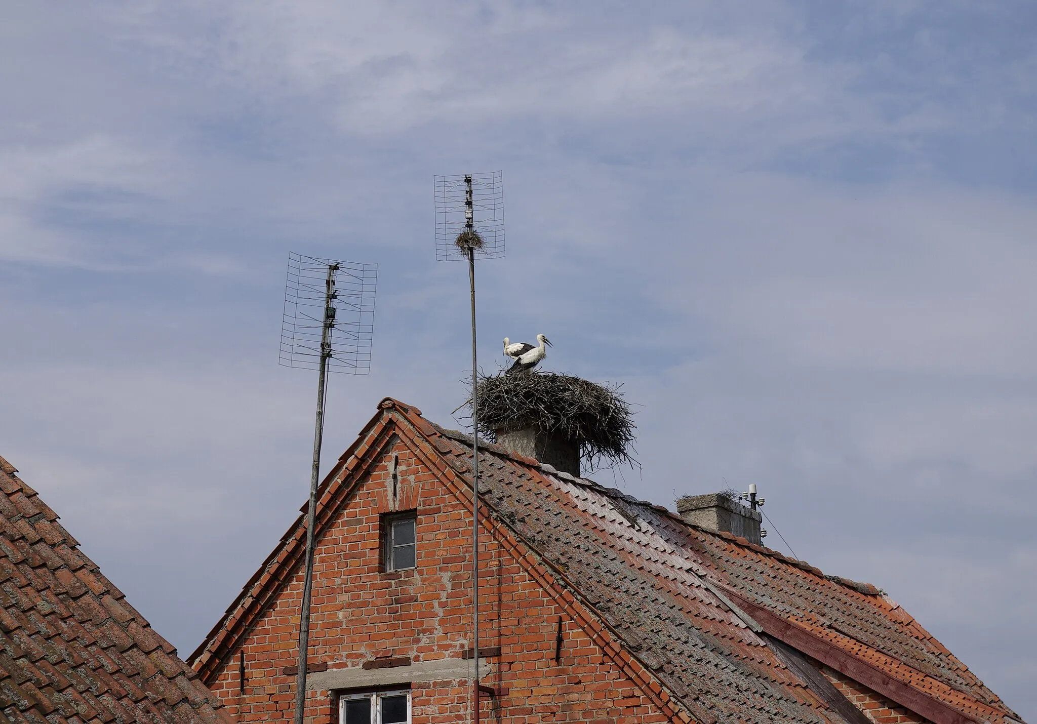 Photo showing: Zabrost Wielki; Bocian biały