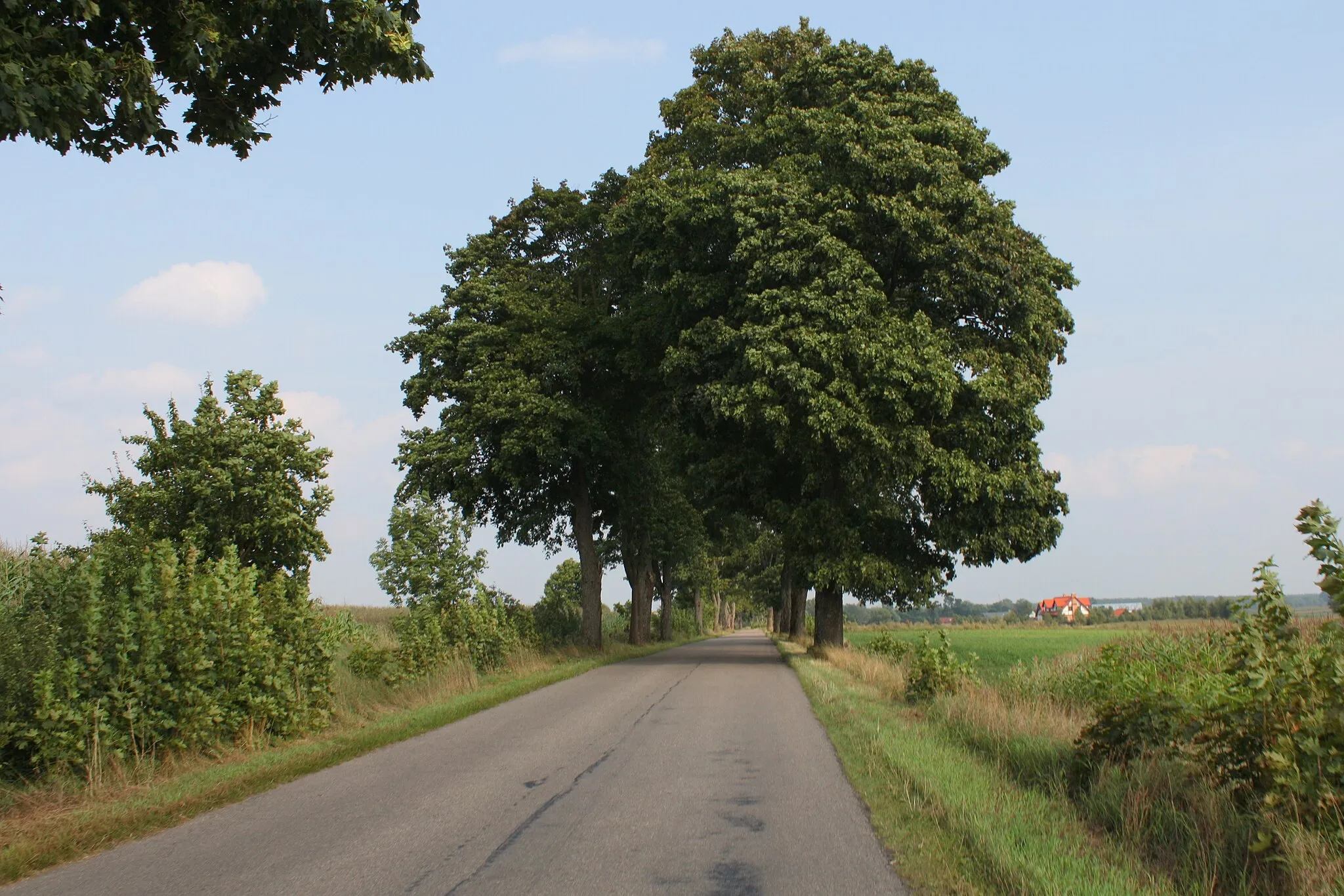 Photo showing: Road in Orzyny.