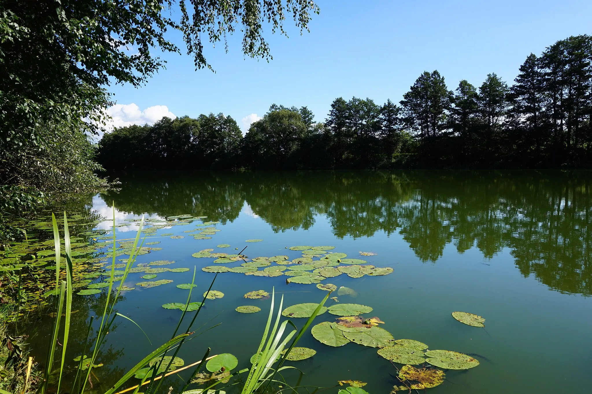 Photo showing: Kanał Izbowa Łacha, okolice wsi Solnica (1)