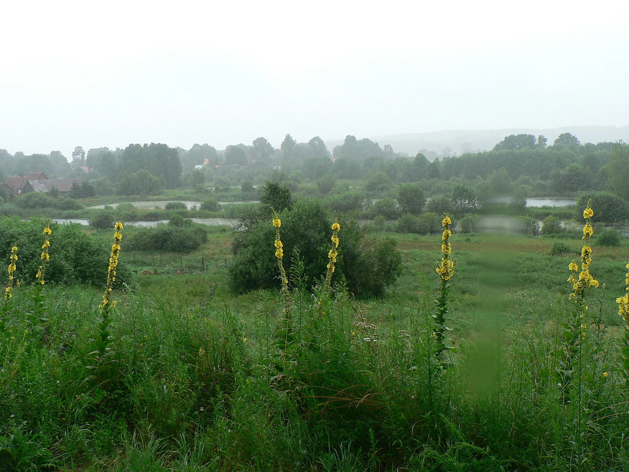 Photo showing: River Łyna, southwards of Kurki