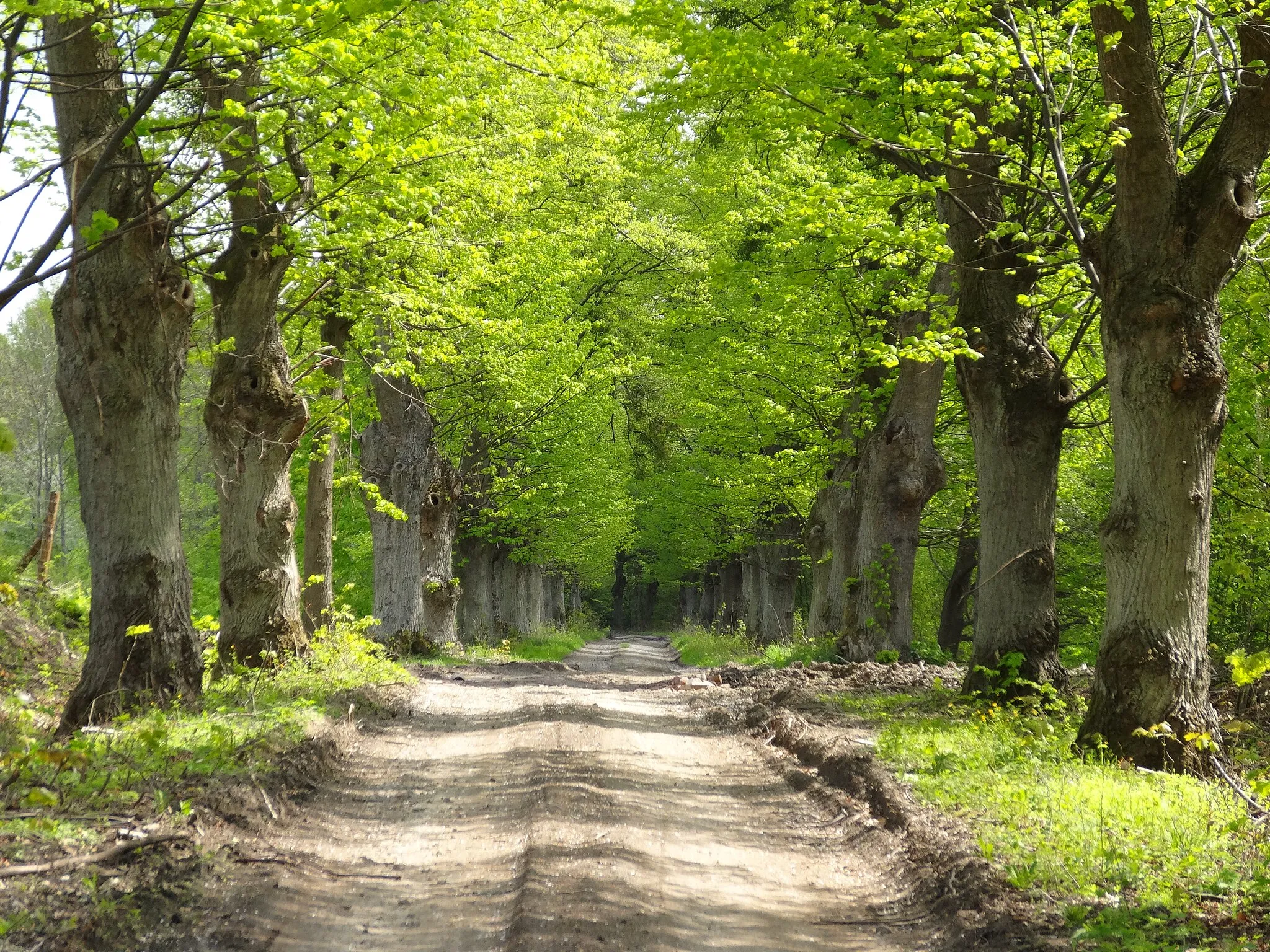 Photo showing: Jagodno, Poland