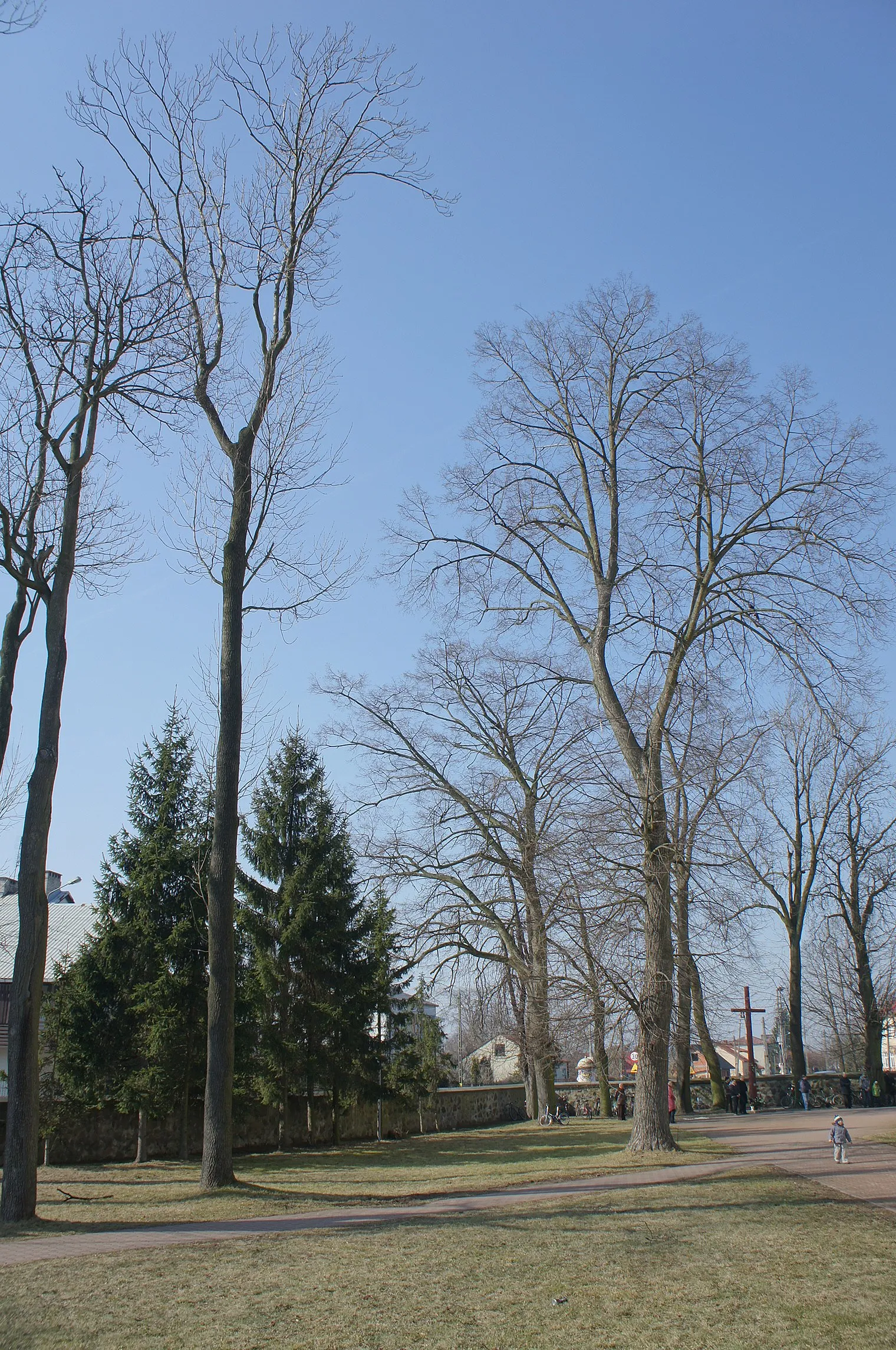 Photo showing: Stanisławów, drzewa przy kościele. Trees in Stanislawow