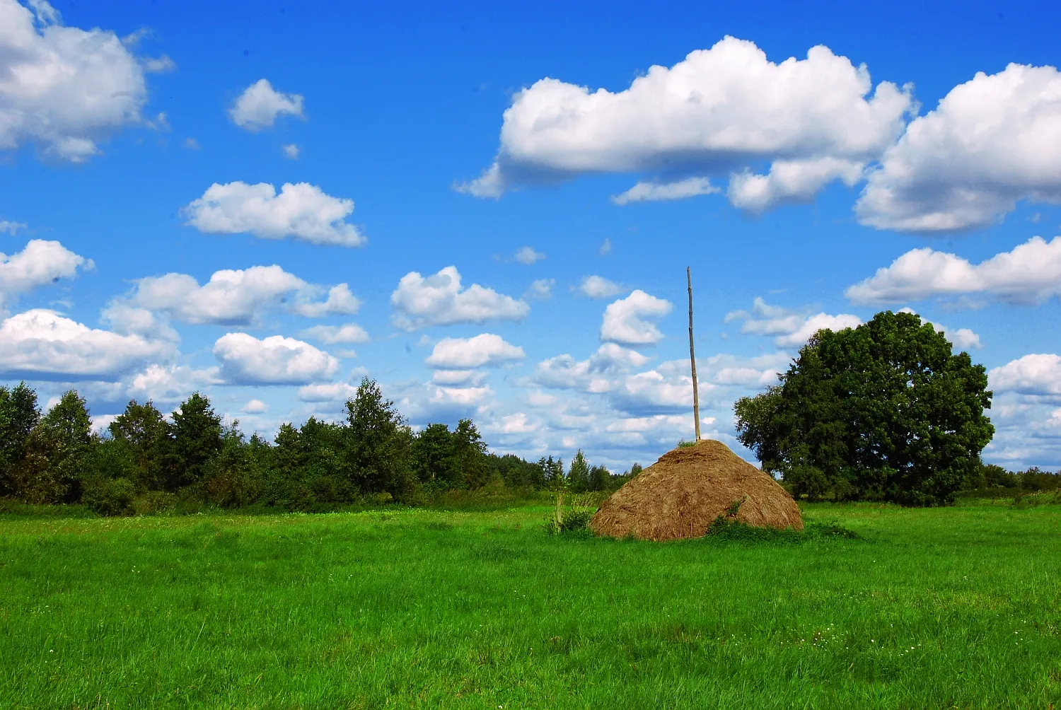 Photo showing: Łąka w Warszówce