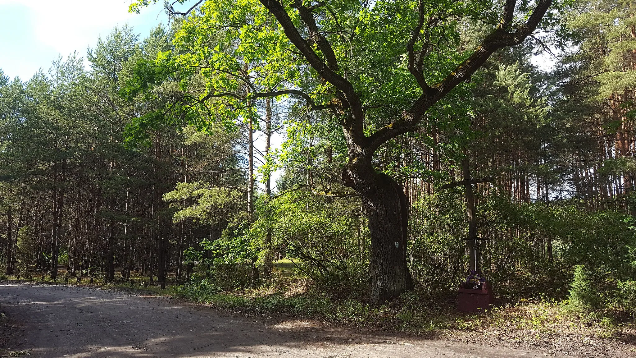 Photo showing: large trees