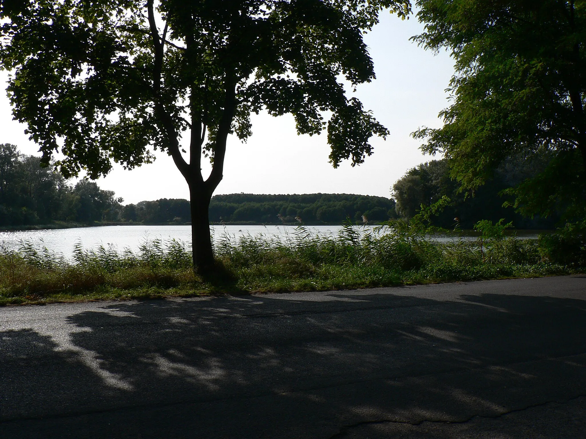 Photo showing: Stawy Raszyńskie, Staw Falencki