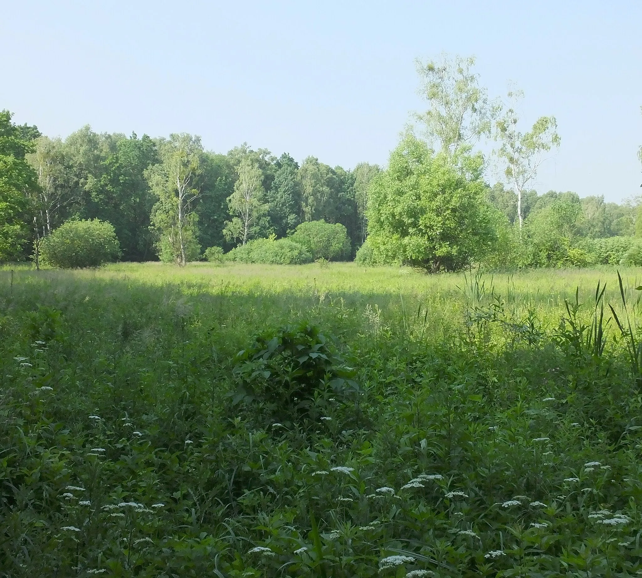 Photo showing: Rezerwat przyrody Kalinowa Łąka.