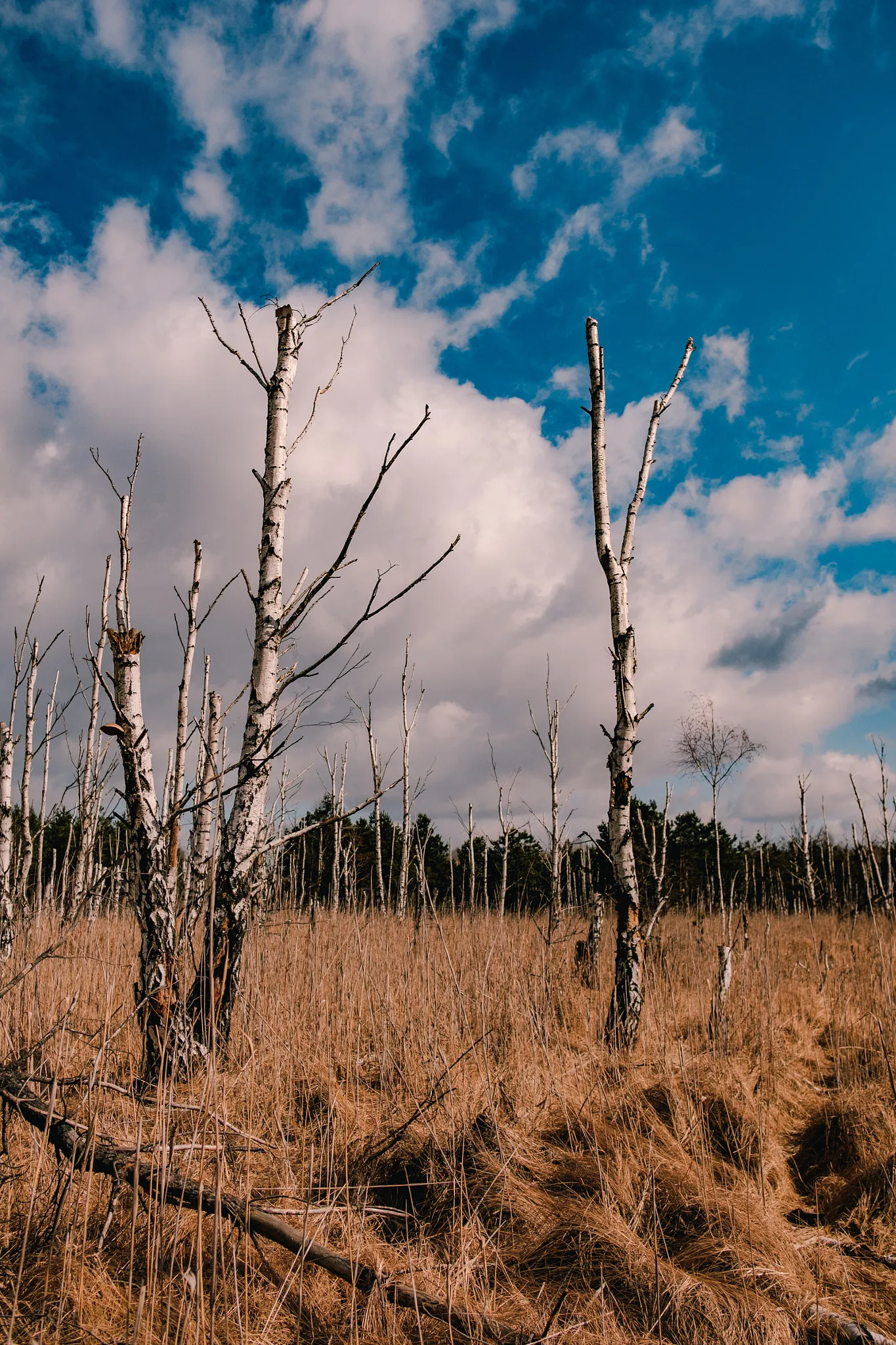 Photo showing: 500px provided description: Kampinos National Park [#trees ,#sky ,#forest ,#spring ,#nature ,#clouds ,#birch ,#dramatic ,#outdoors ,#serene ,#scenery ,#national park ,#beauty in nature ,#tranquil ,#scenic ,#no people ,#kampinos]