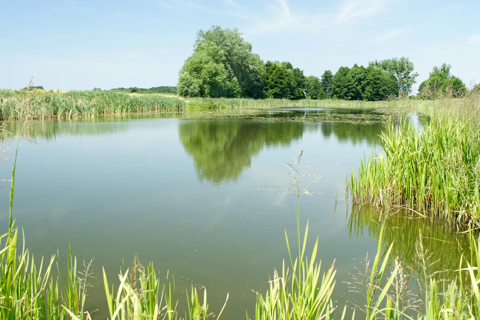 Photo showing: Jezioro Bielawskie Dolne. Bielawa, gmina Konstancin-Jeziorna.