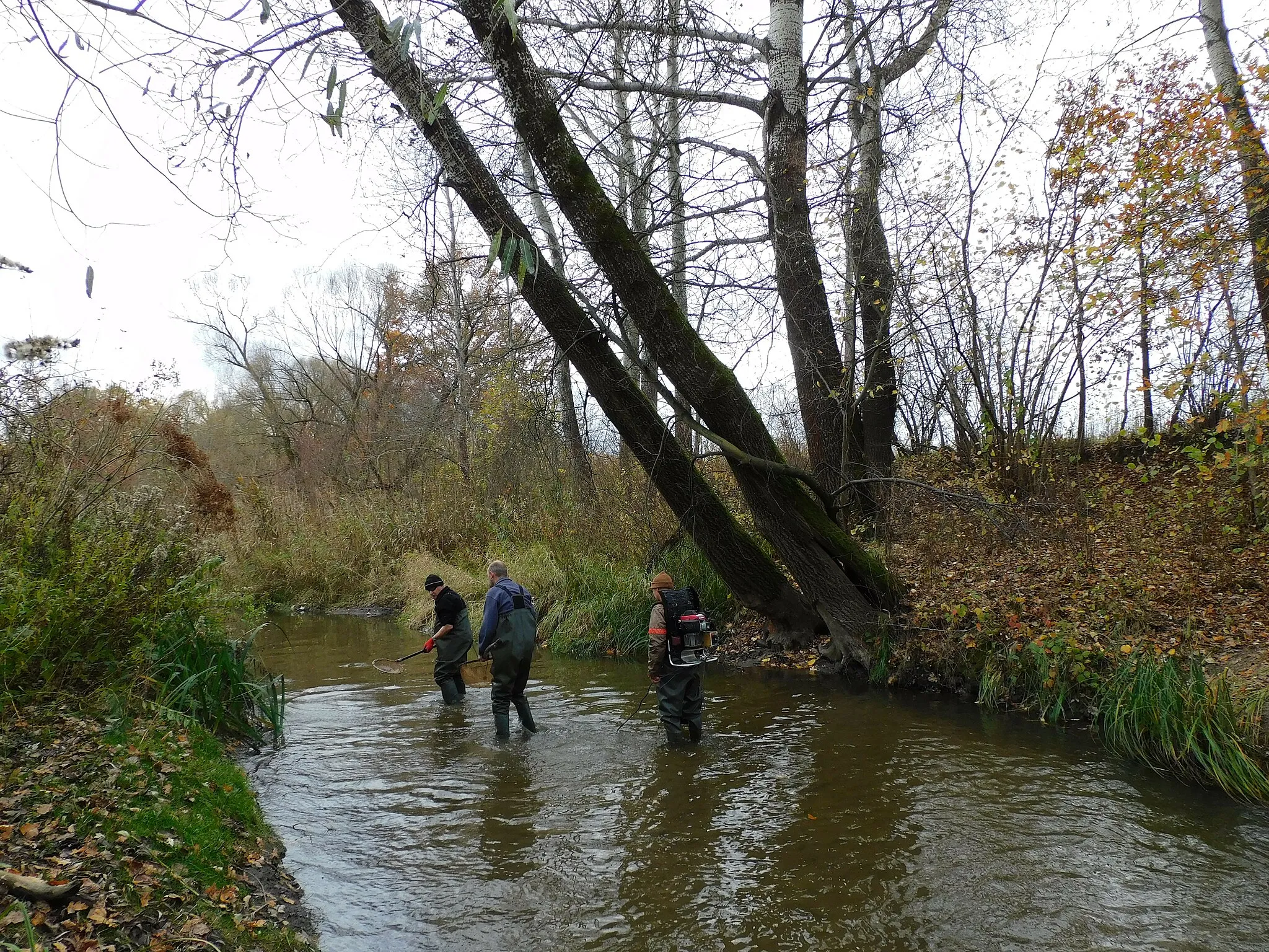 Photo showing: Czarna w Żabieńcu koło Piaseczna, pracownicy Instytutu Rybactwa Śródlądowego w trakcie monitoringu stanu ekologicznego rzeki Czarna pod kątem ichtiofauny