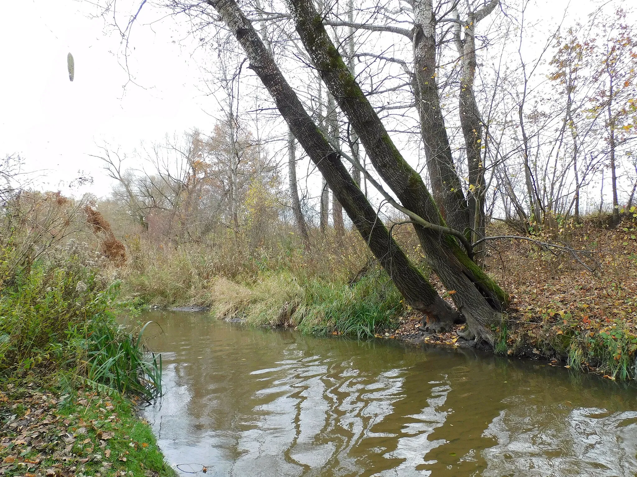 Photo showing: Czarna w Żabieńcu koło Piaseczna