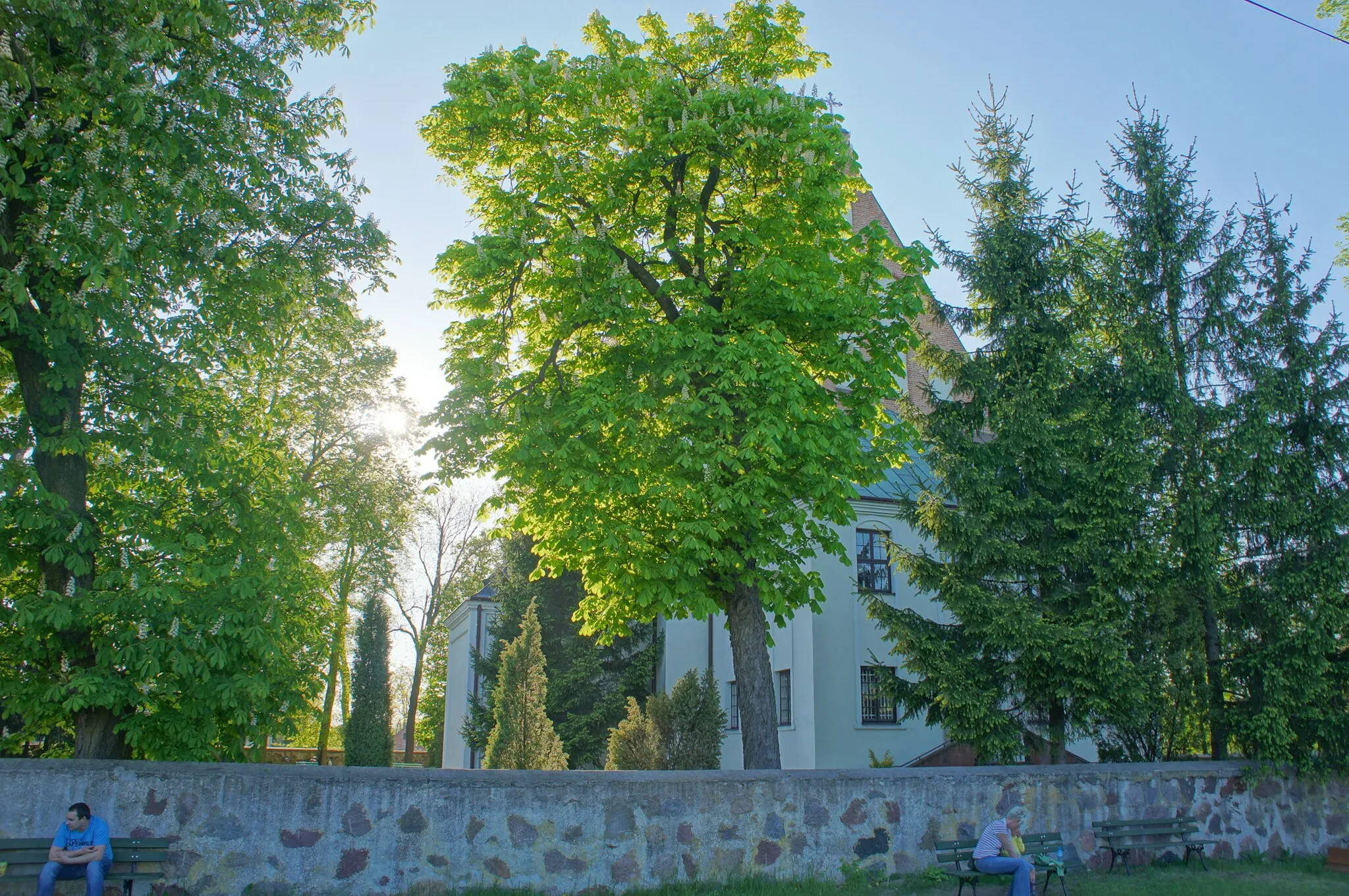 Photo showing: Stanisławów - drzewa przy kościele