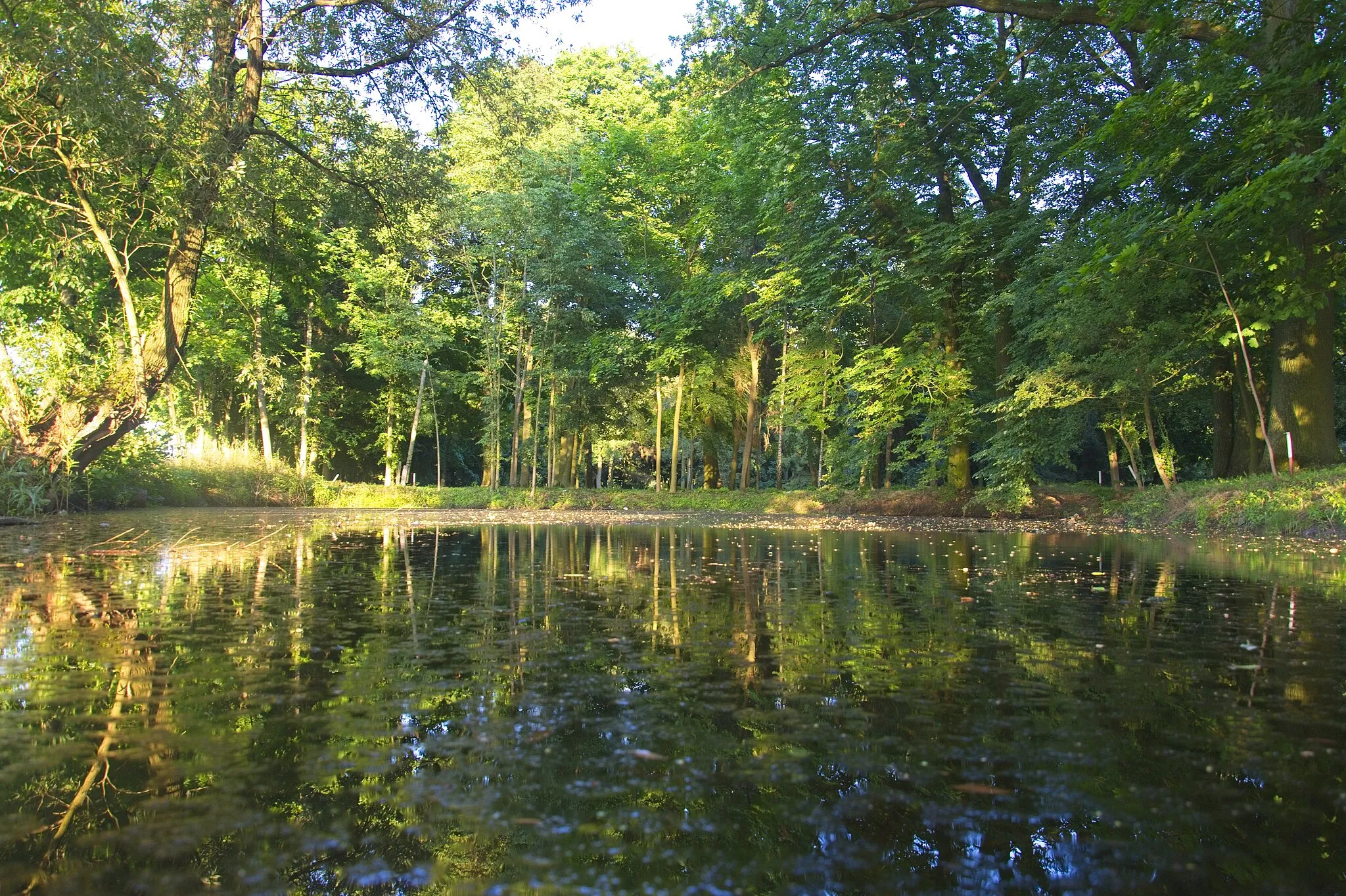 Photo showing: A pond in the northeastern part of the park in Mycielin.