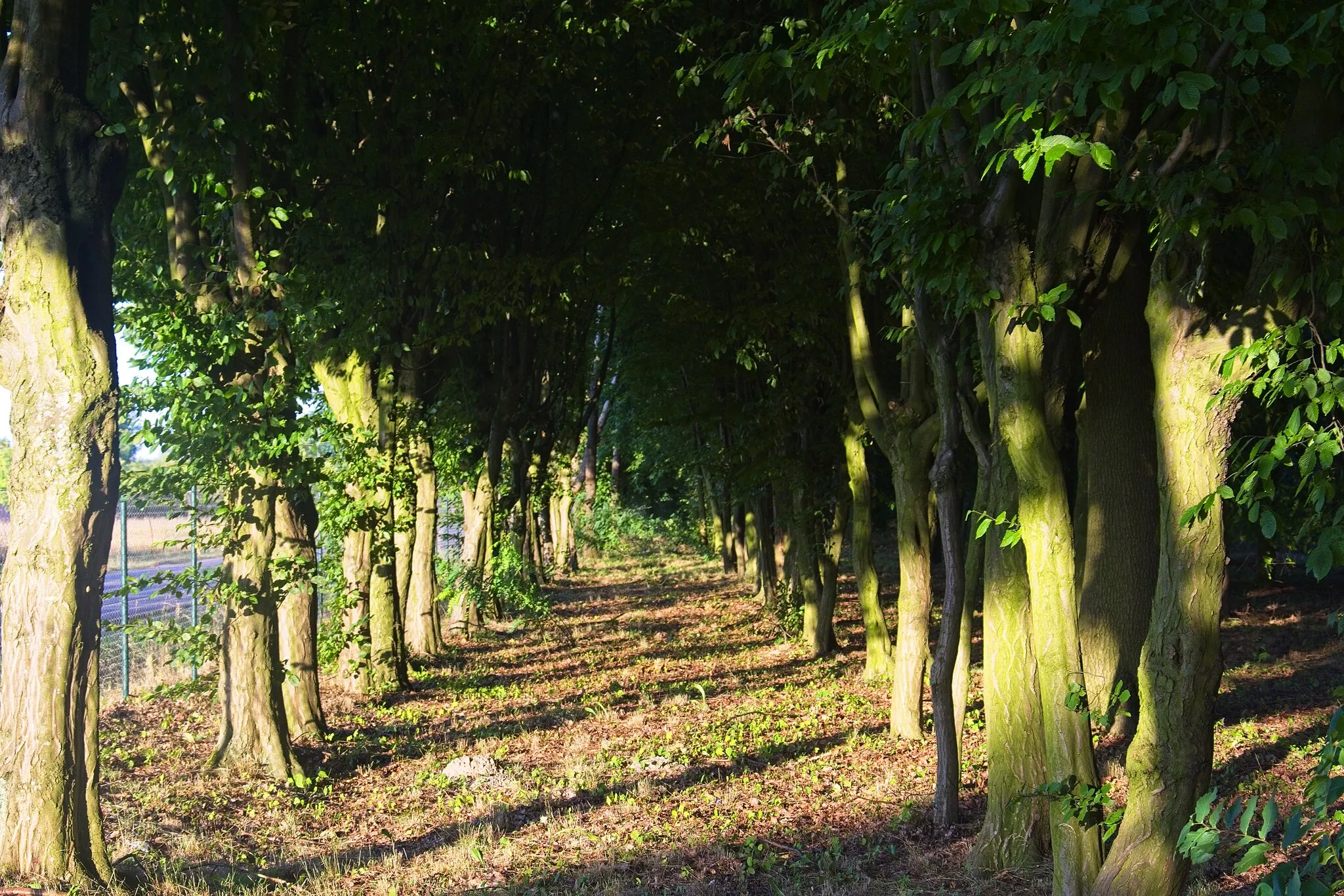 Photo showing: Hornbeam alley in Mycielin park.