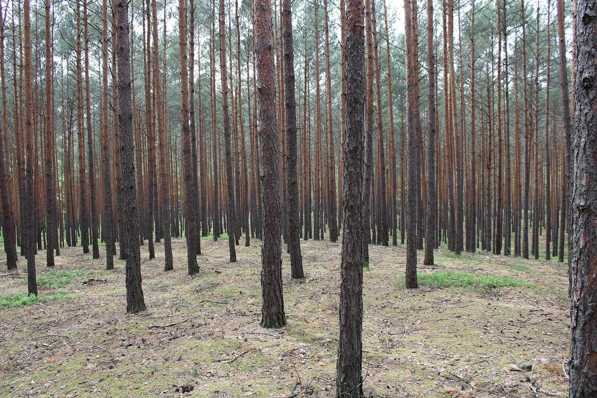 Photo showing: Krągłe Wzgórze (118 m npm.) w Parku Krajobrazowym Dolina Baryczy