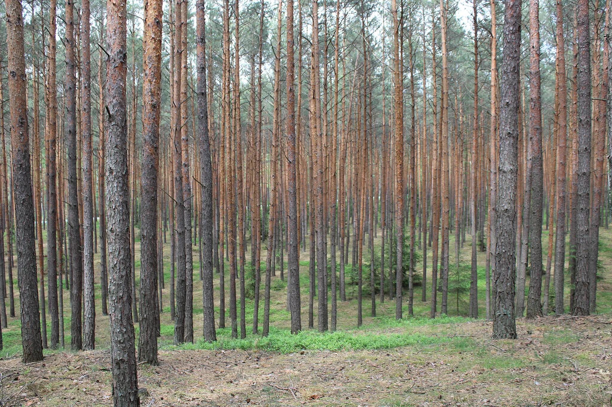 Photo showing: Krągłe Wzgórze (118 m npm.) w Parku Krajobrazowym Dolina Baryczy