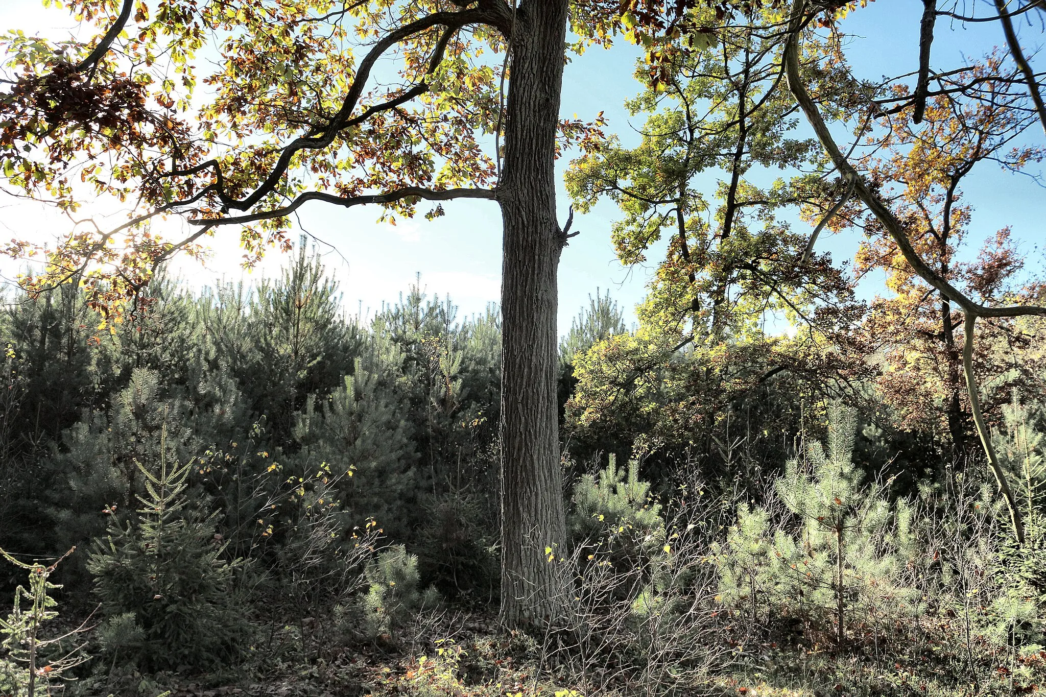 Photo showing: Przemęt Landscape Park, Góra Solna.