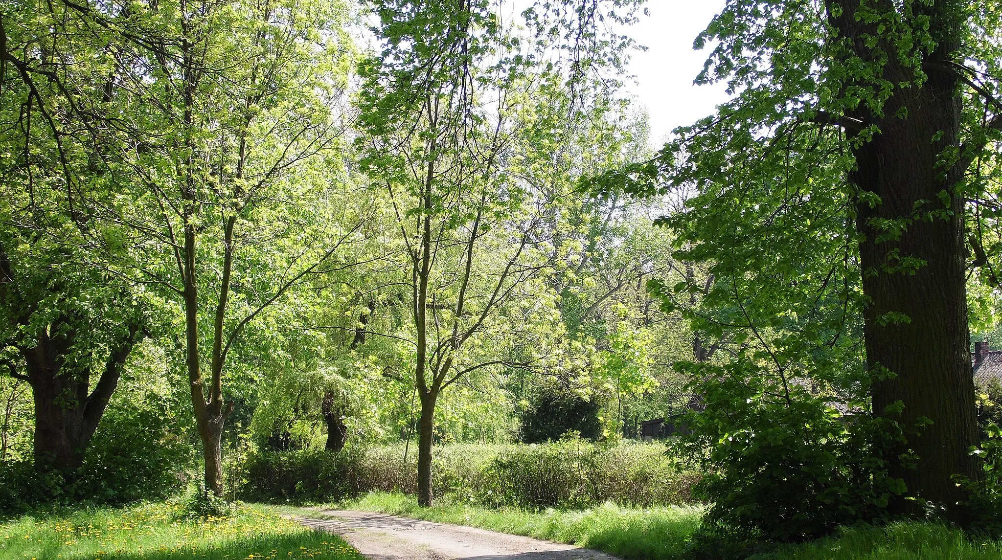 Photo showing: Park of the eighteenth and nineteenth centuries Wydawy / municipality. Poniec / area. Leszno / province. Greater Poland / Poland