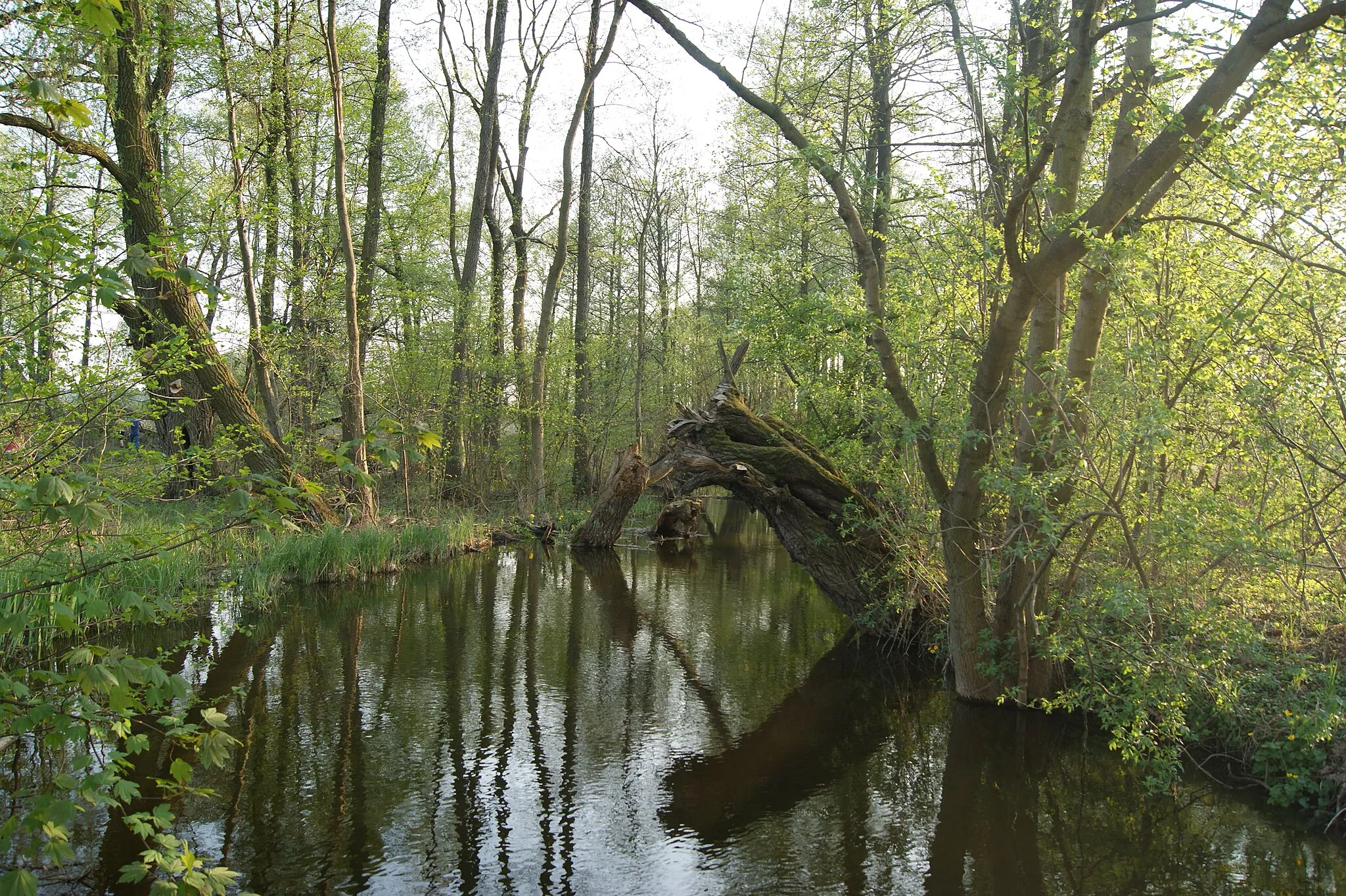 Photo showing: Rzeka Oszczenica w Chrzypsku Wielkim