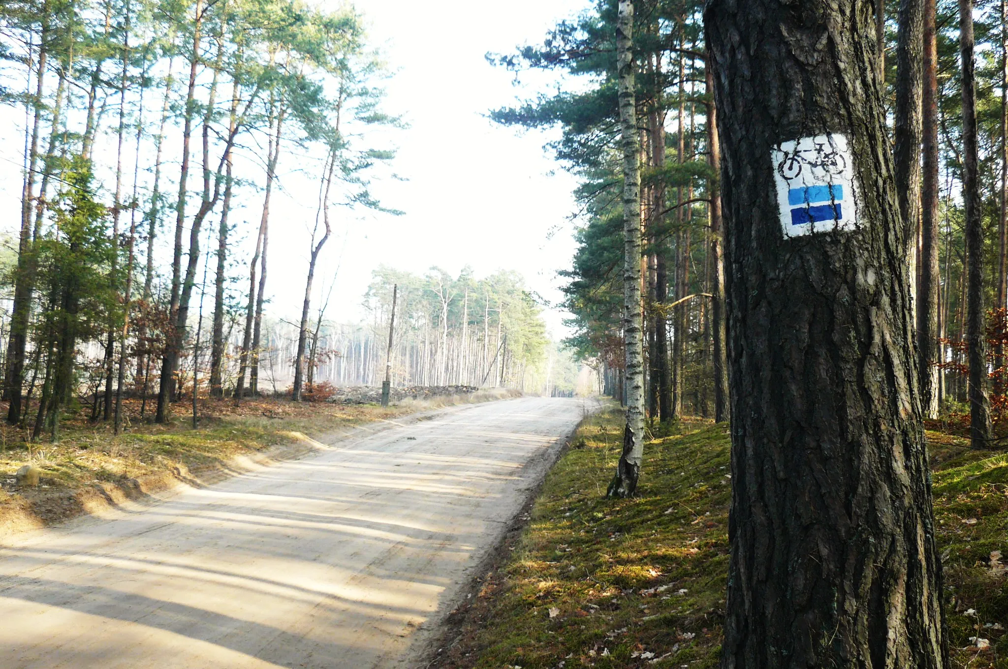 Photo showing: Szlak rowerowy koło Bucharzewa.
