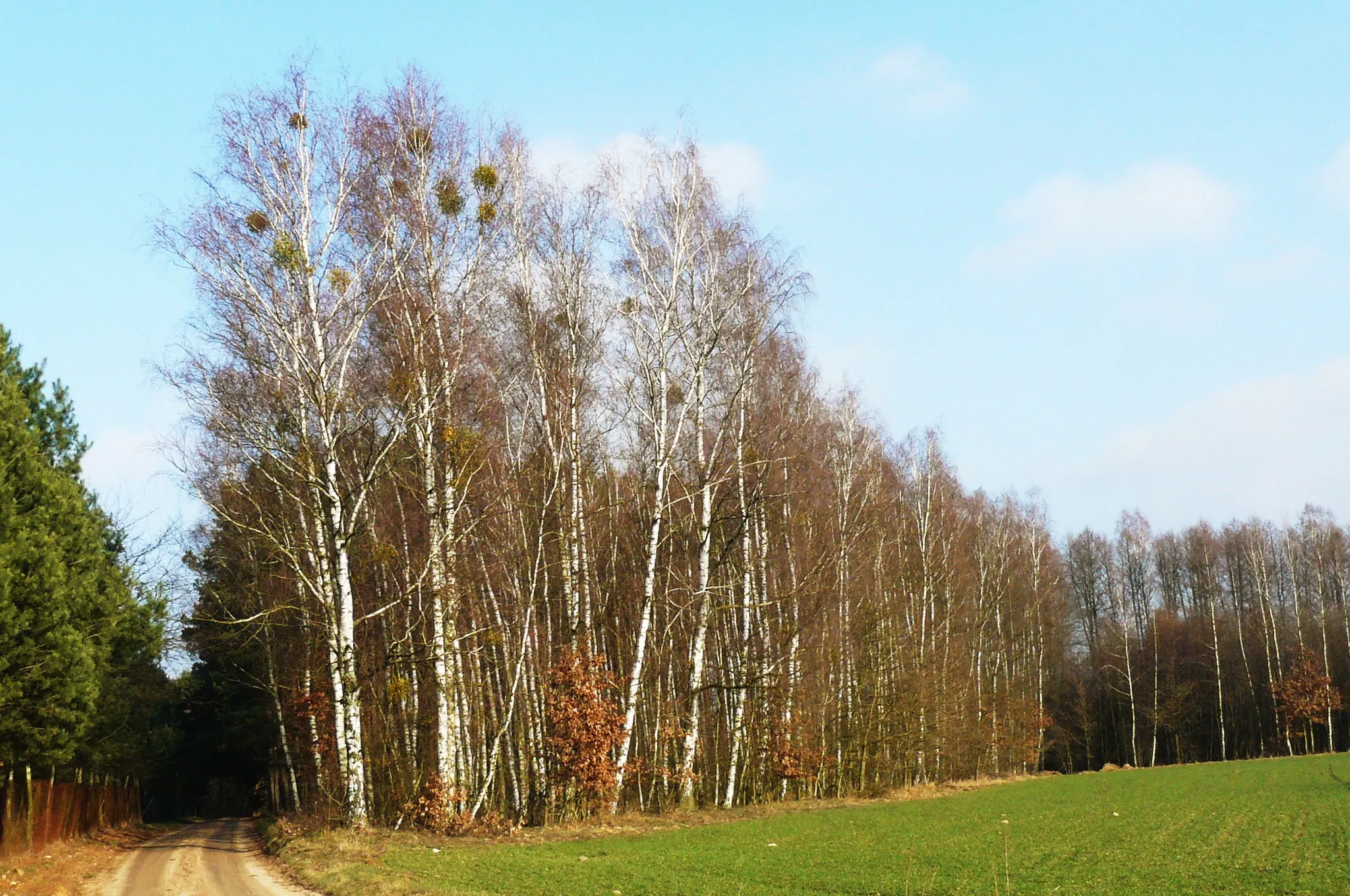 Photo showing: Chojno-Młyn. Brzezina.