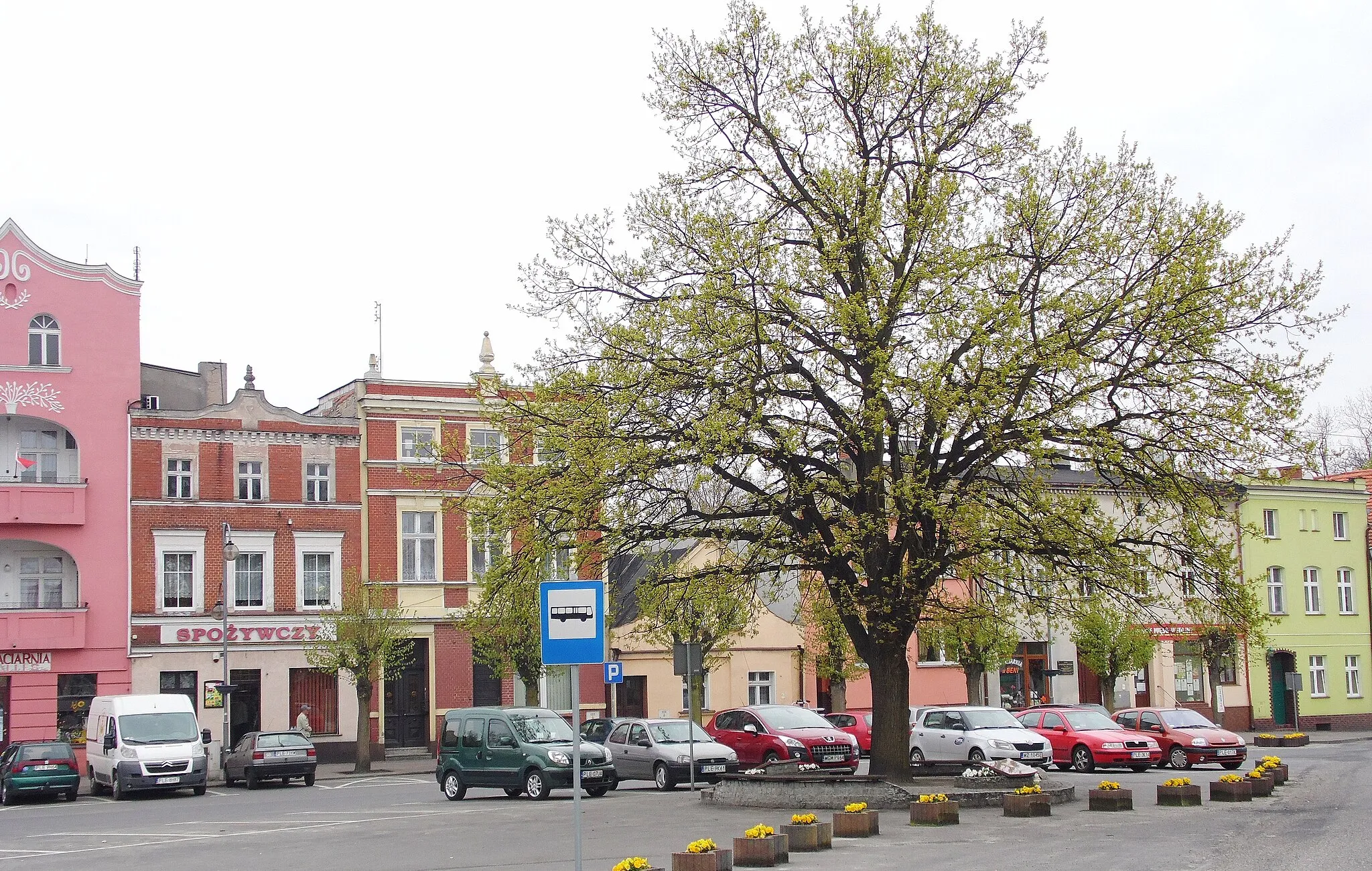 Photo showing: Osieczno - Market (John Paul II Oak) / area. Leszno / province. Greater Poland / Poland