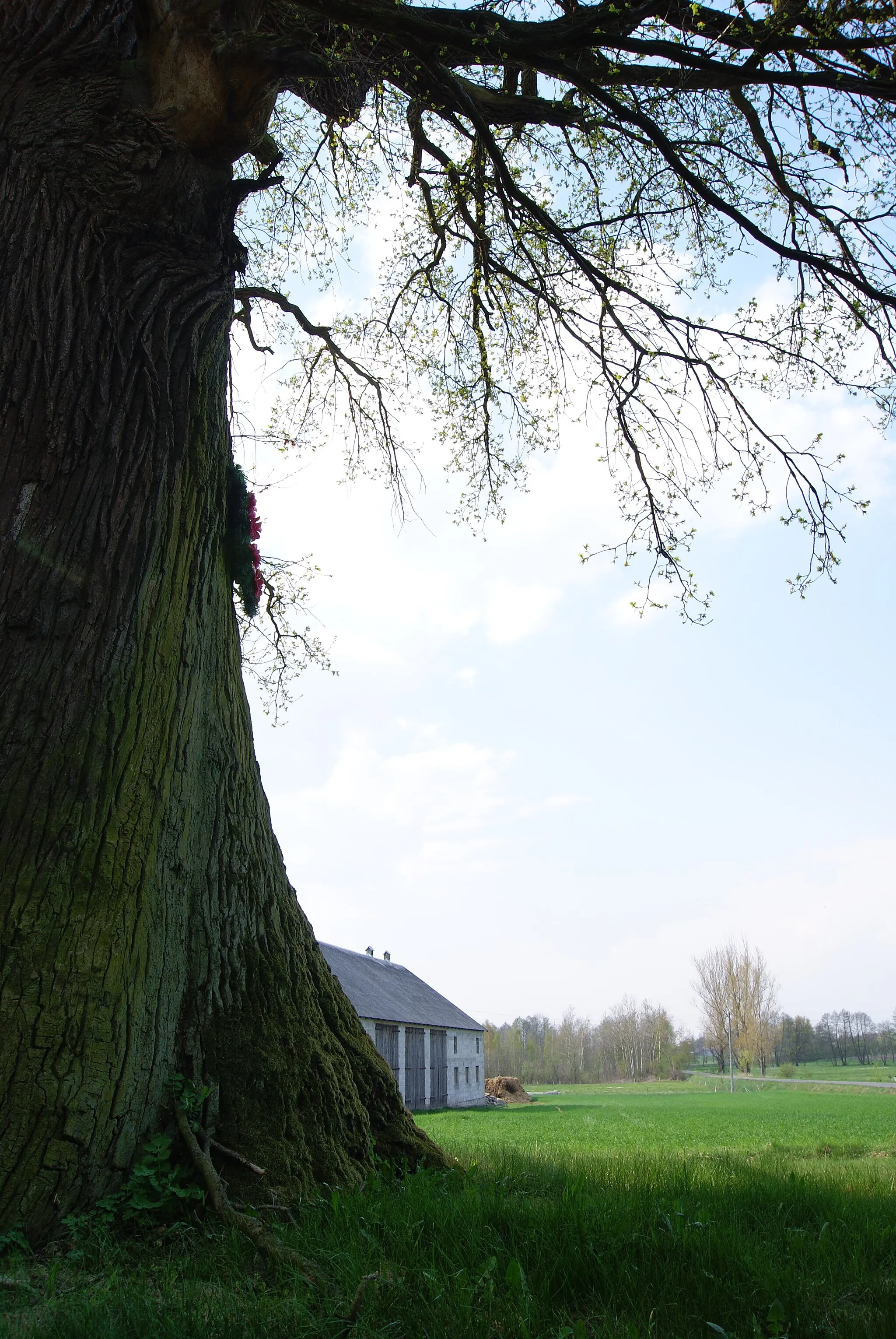 Photo showing: This photograph shows a natural monument of Poland registered under number