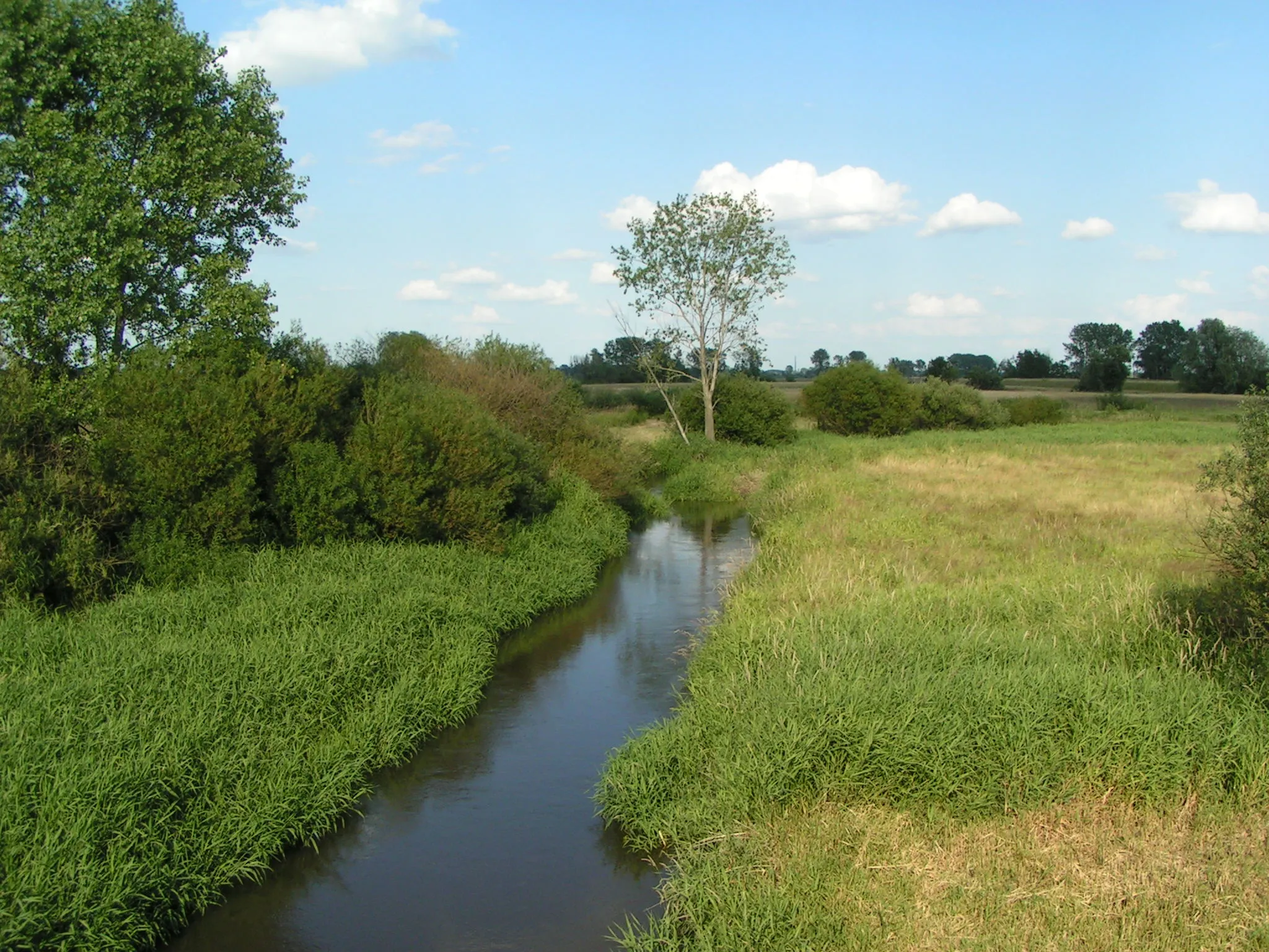 Photo showing: Rzeka Kiełbaska w okolicach Gąsiorowa