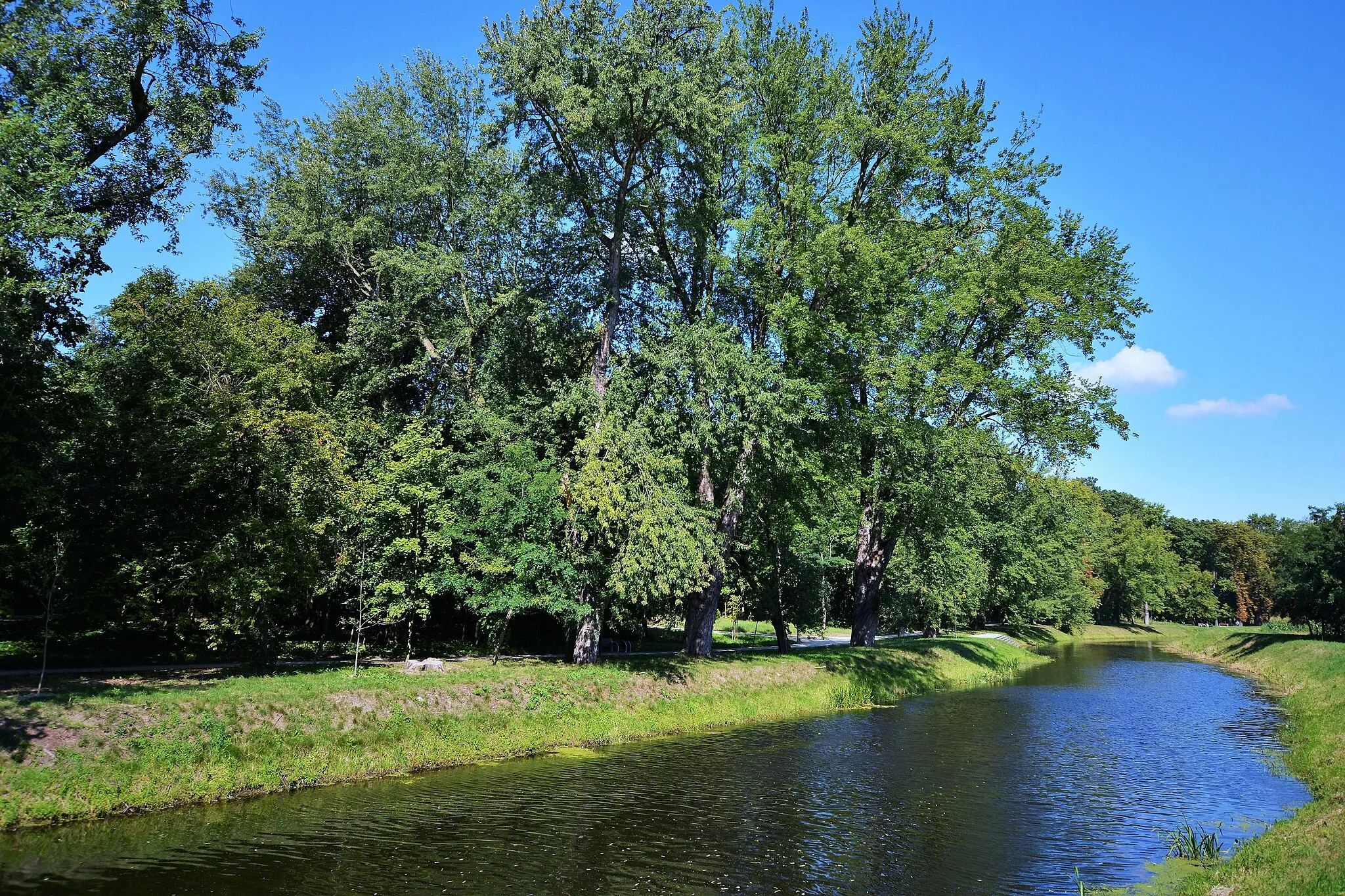 Photo showing: Ppark miejski w koscianie i rzeka obra